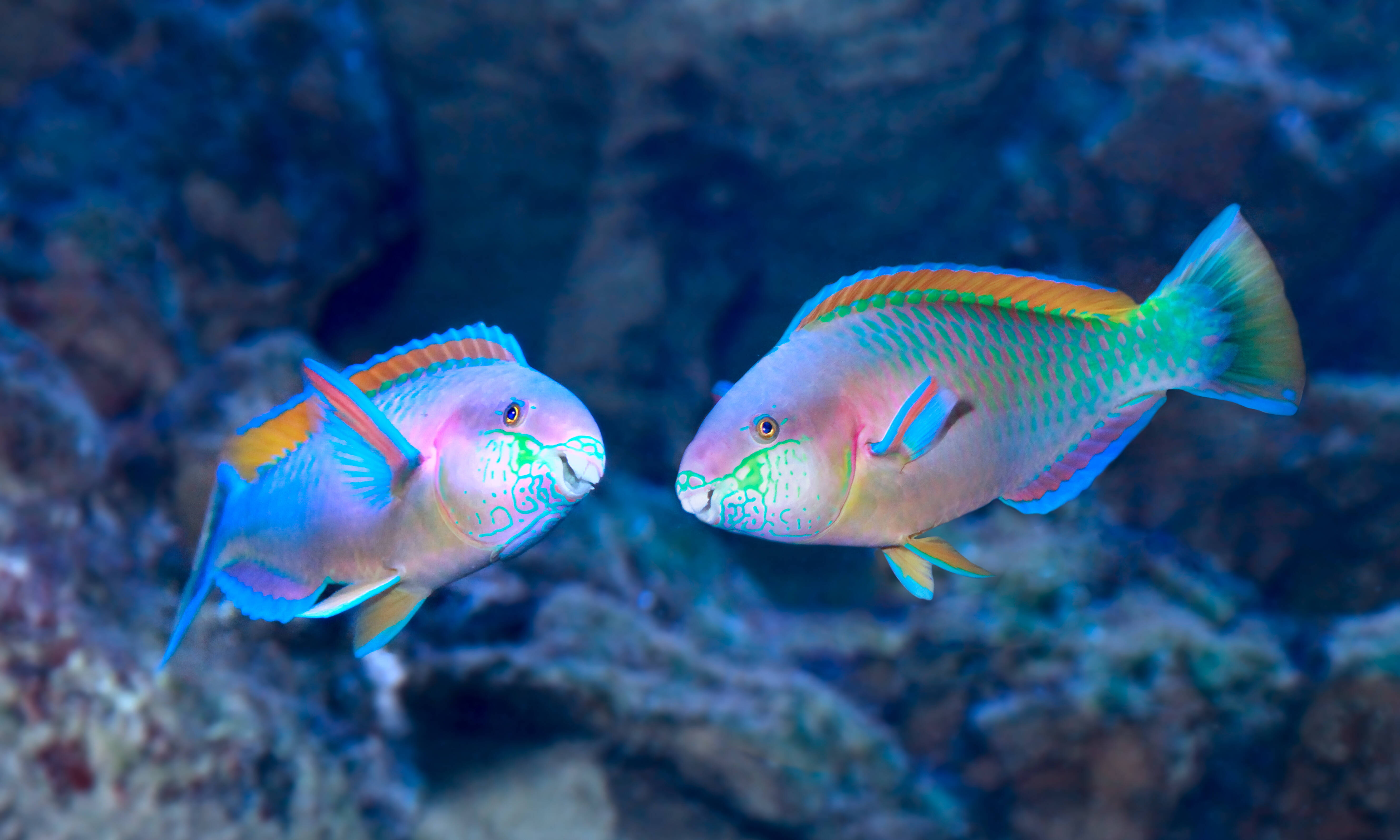 Filipijnen parrotfish