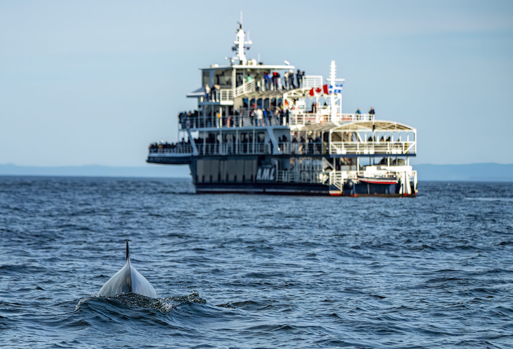 Walvistocht per boot vanuit Tadousssac
