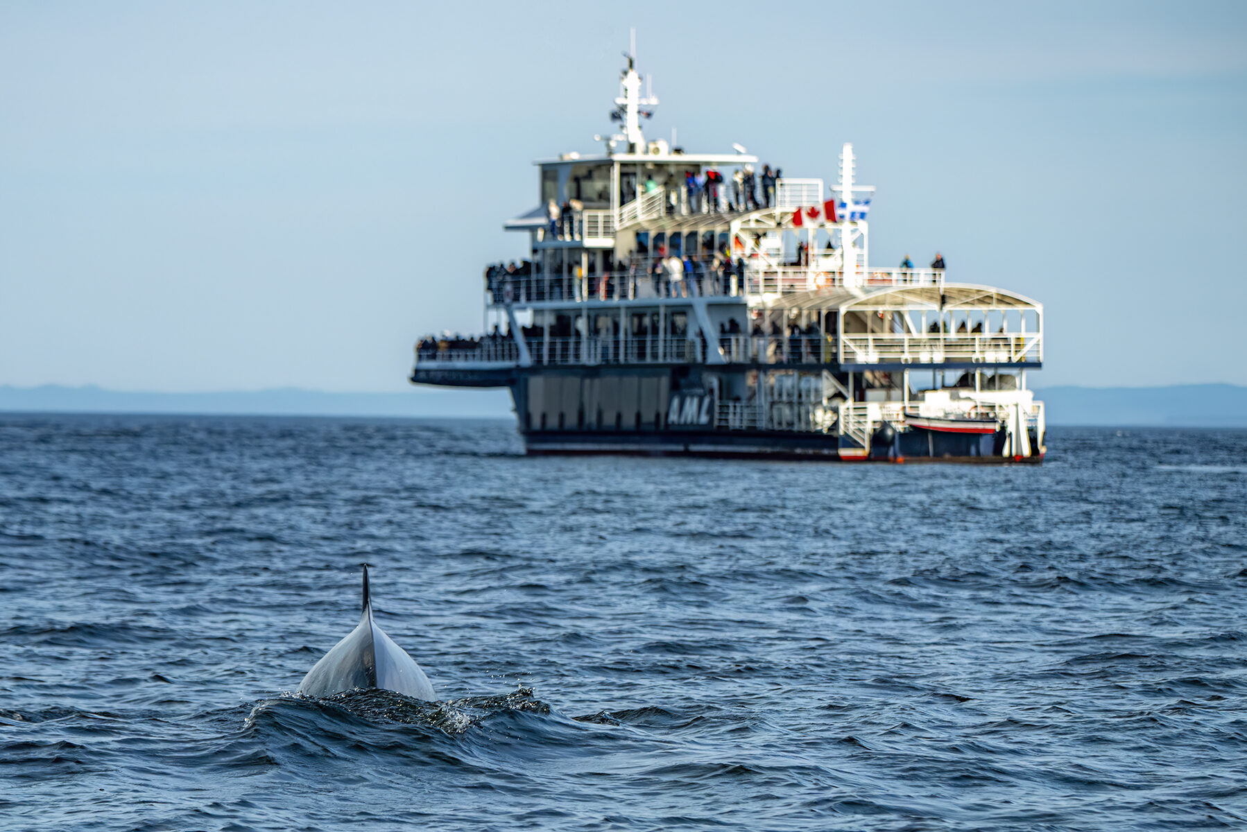 Walvissen spotten vanaf de boot