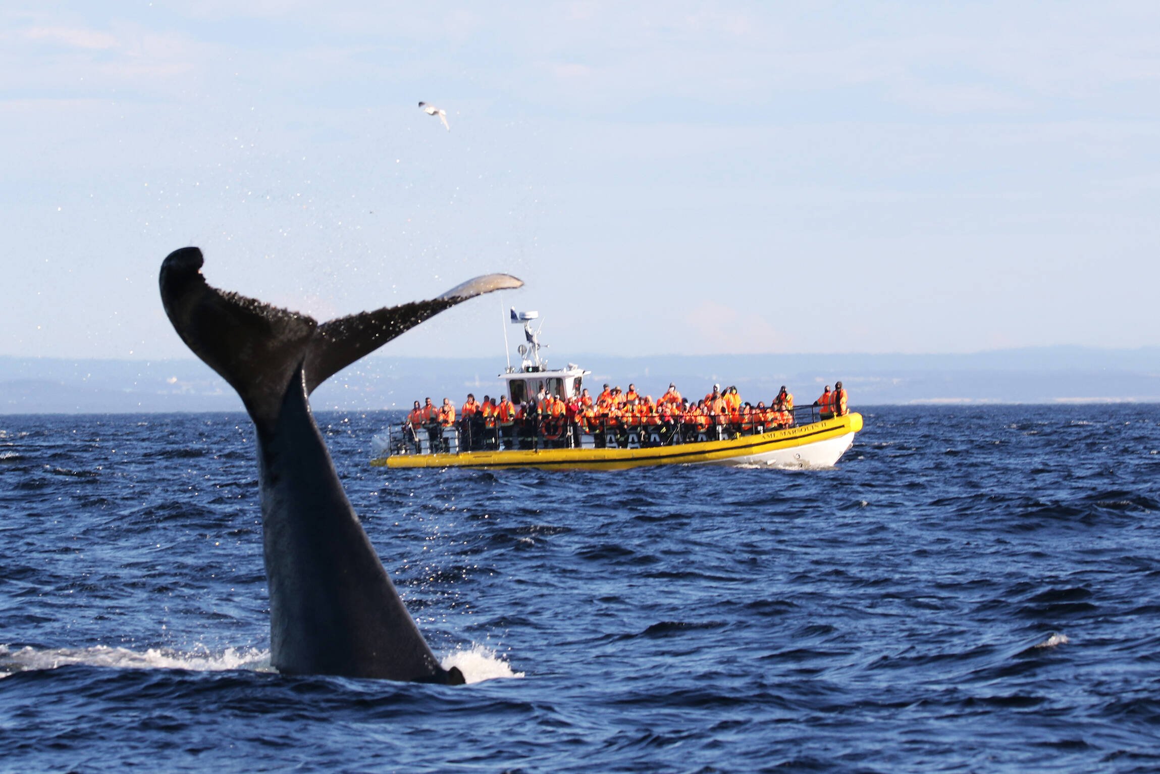Walvisstaart tijdens Zodiac boottocht