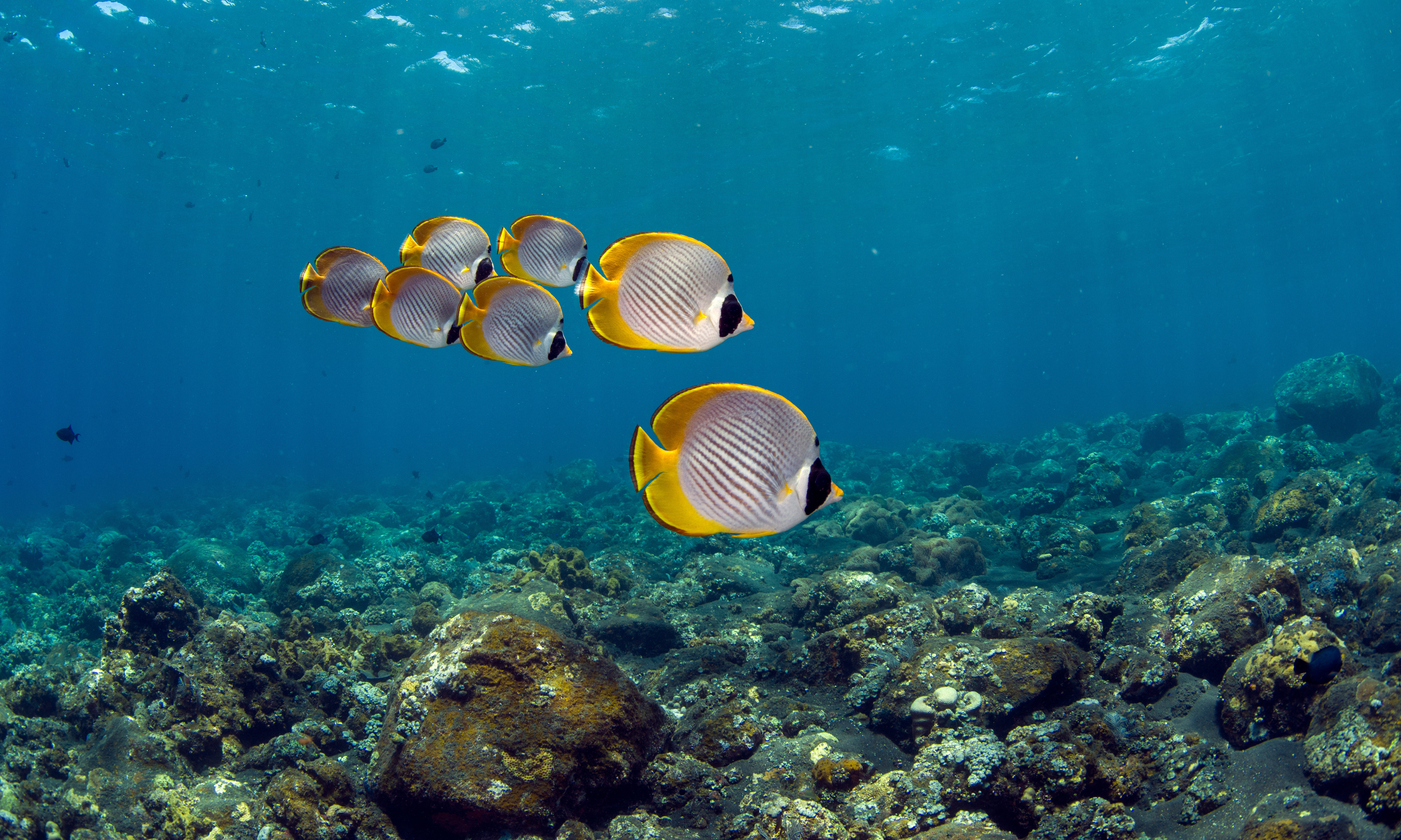Filipijnen snorkelen