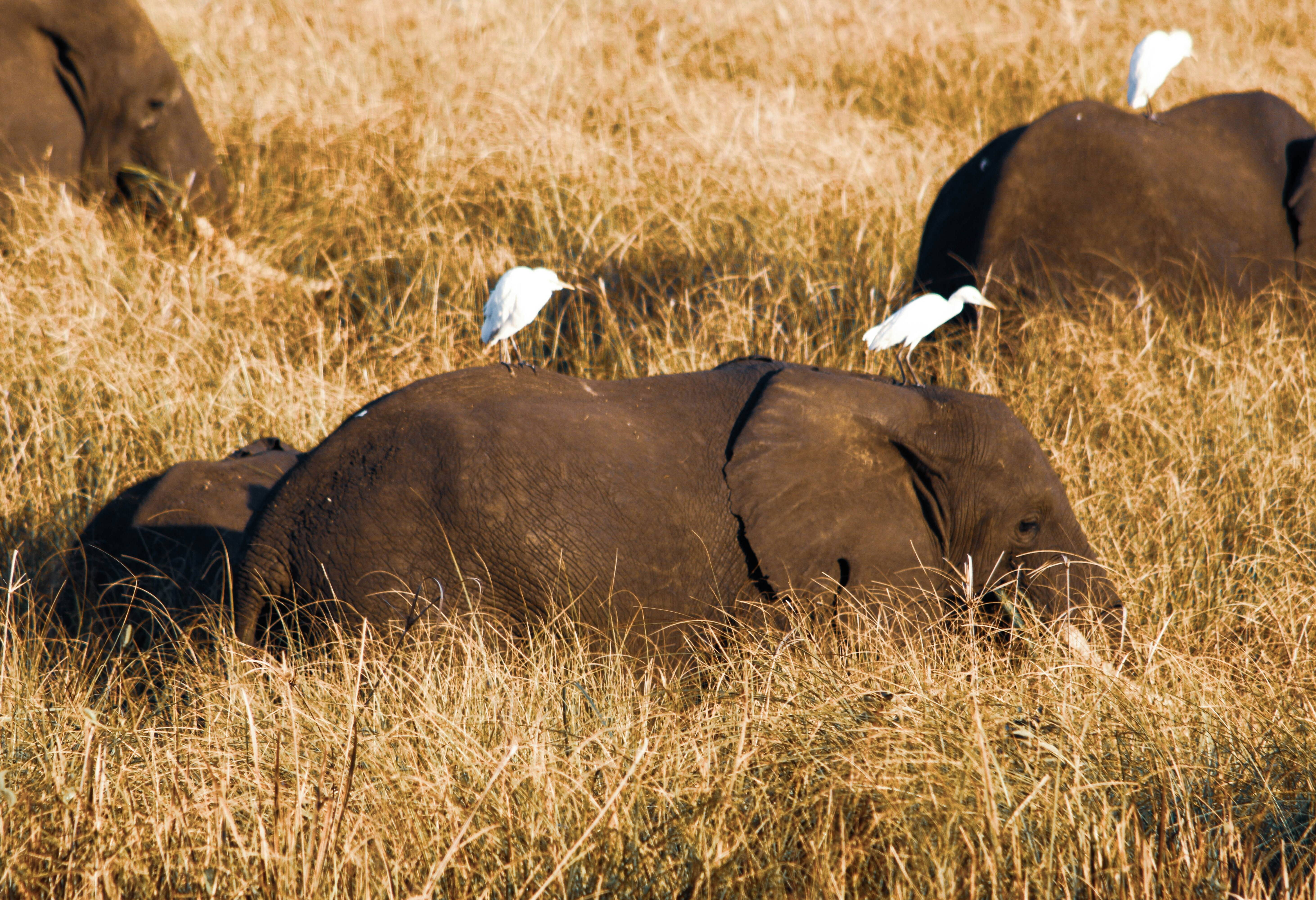 Olifanten in Mozambique