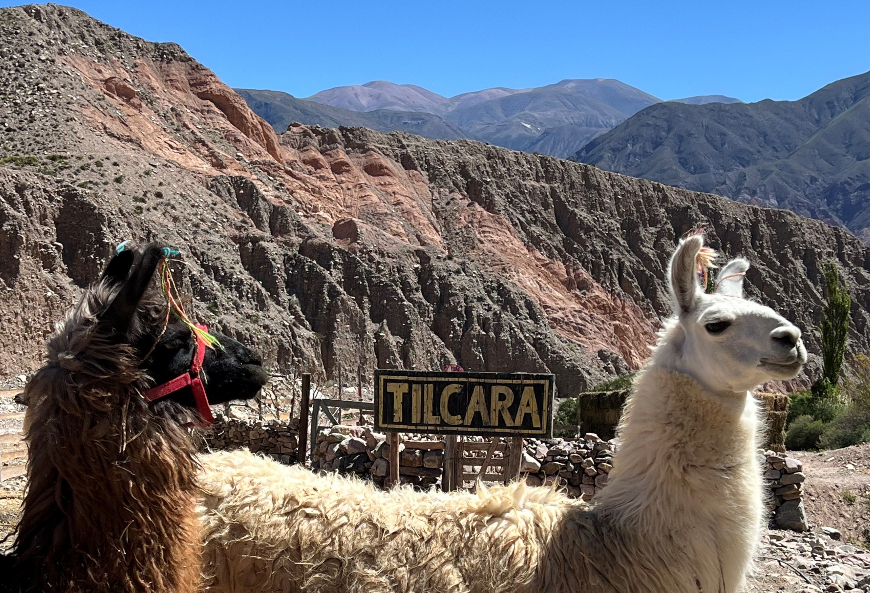 Lama's in Tilcara