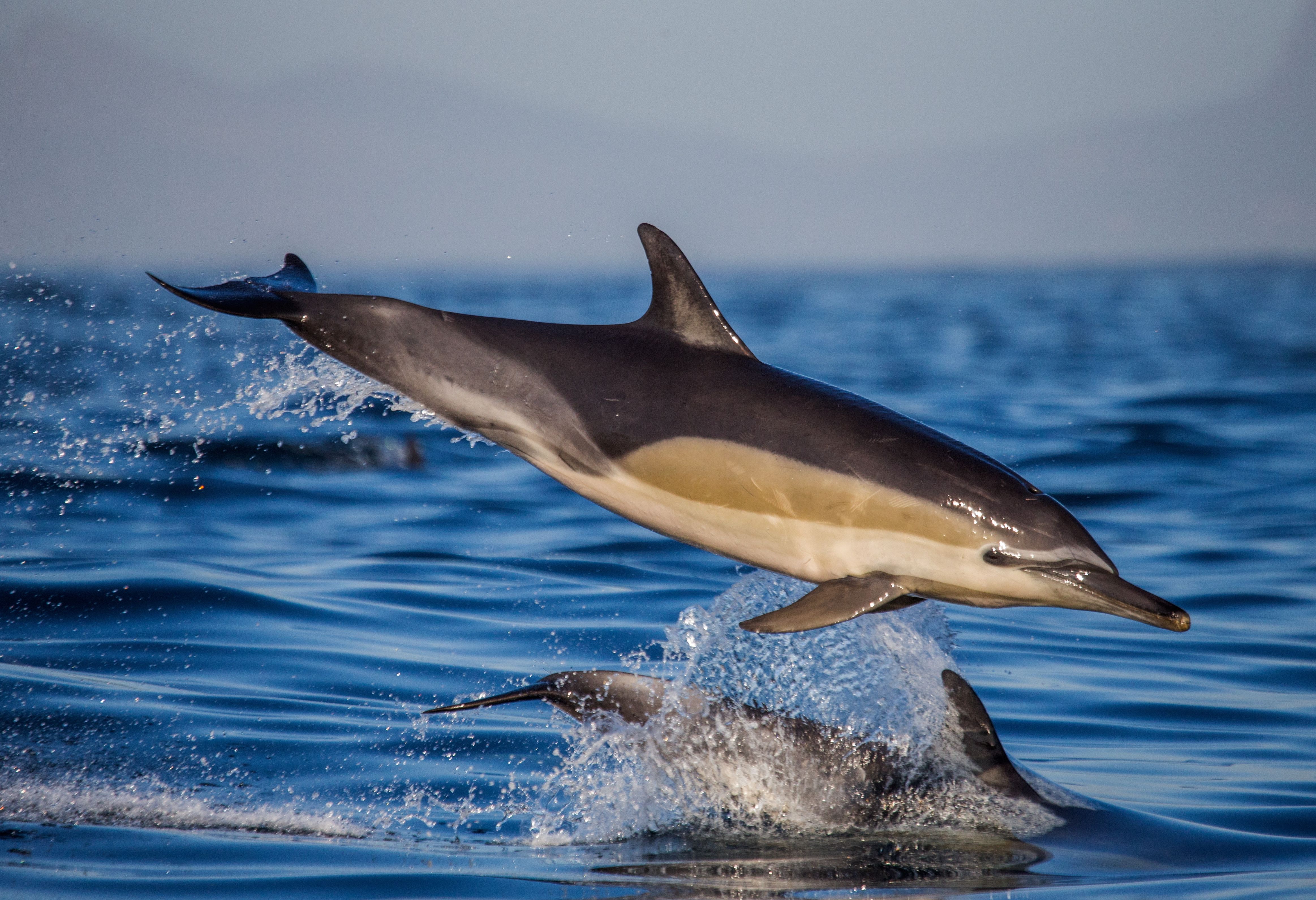 Dolfijn spring uit het water