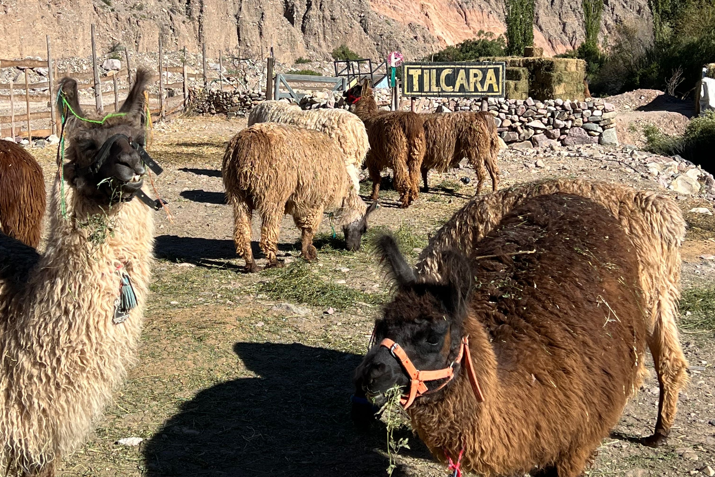 Lama's bij startpunt trekking