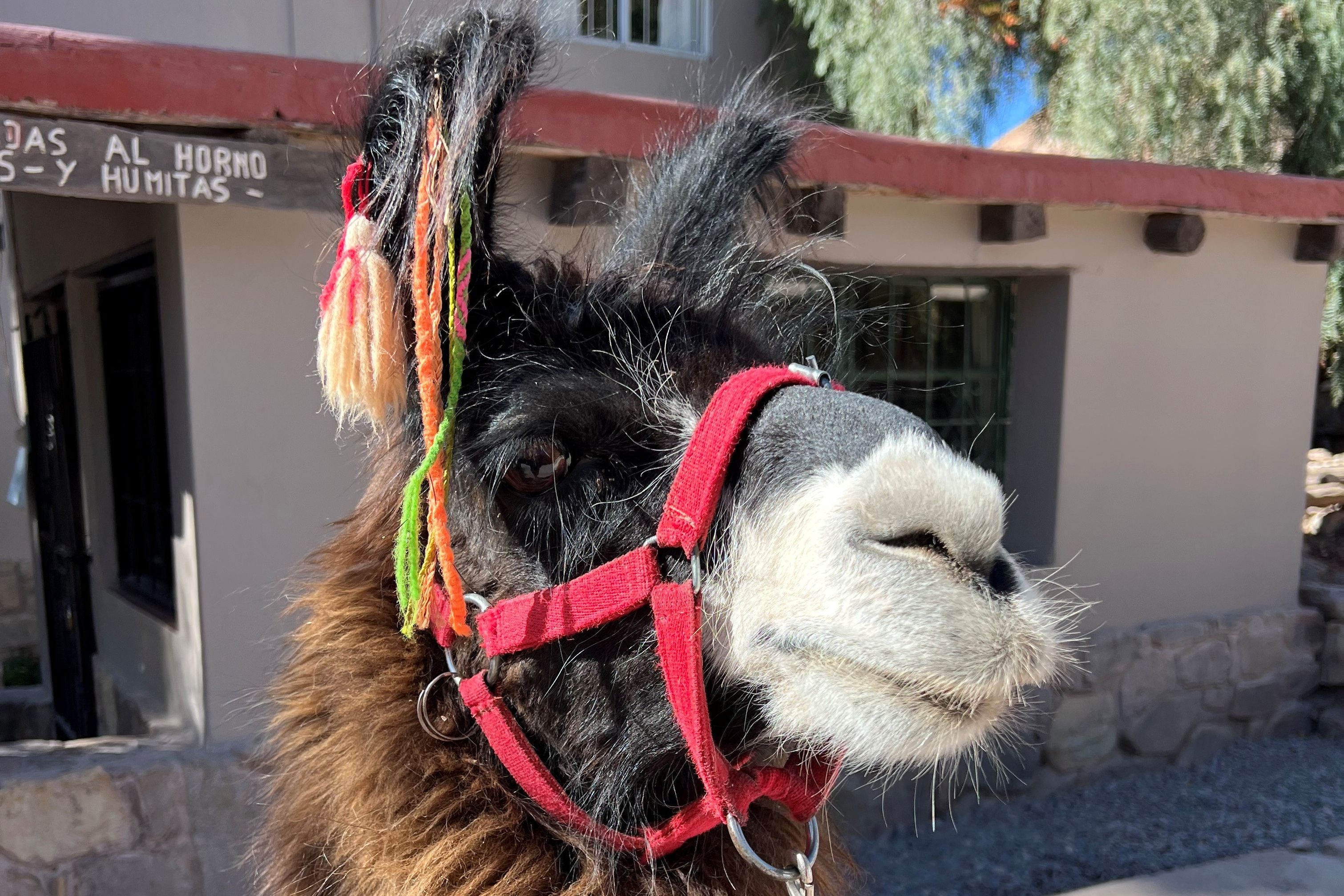 Vriendelijke Lama tijdens de trekking