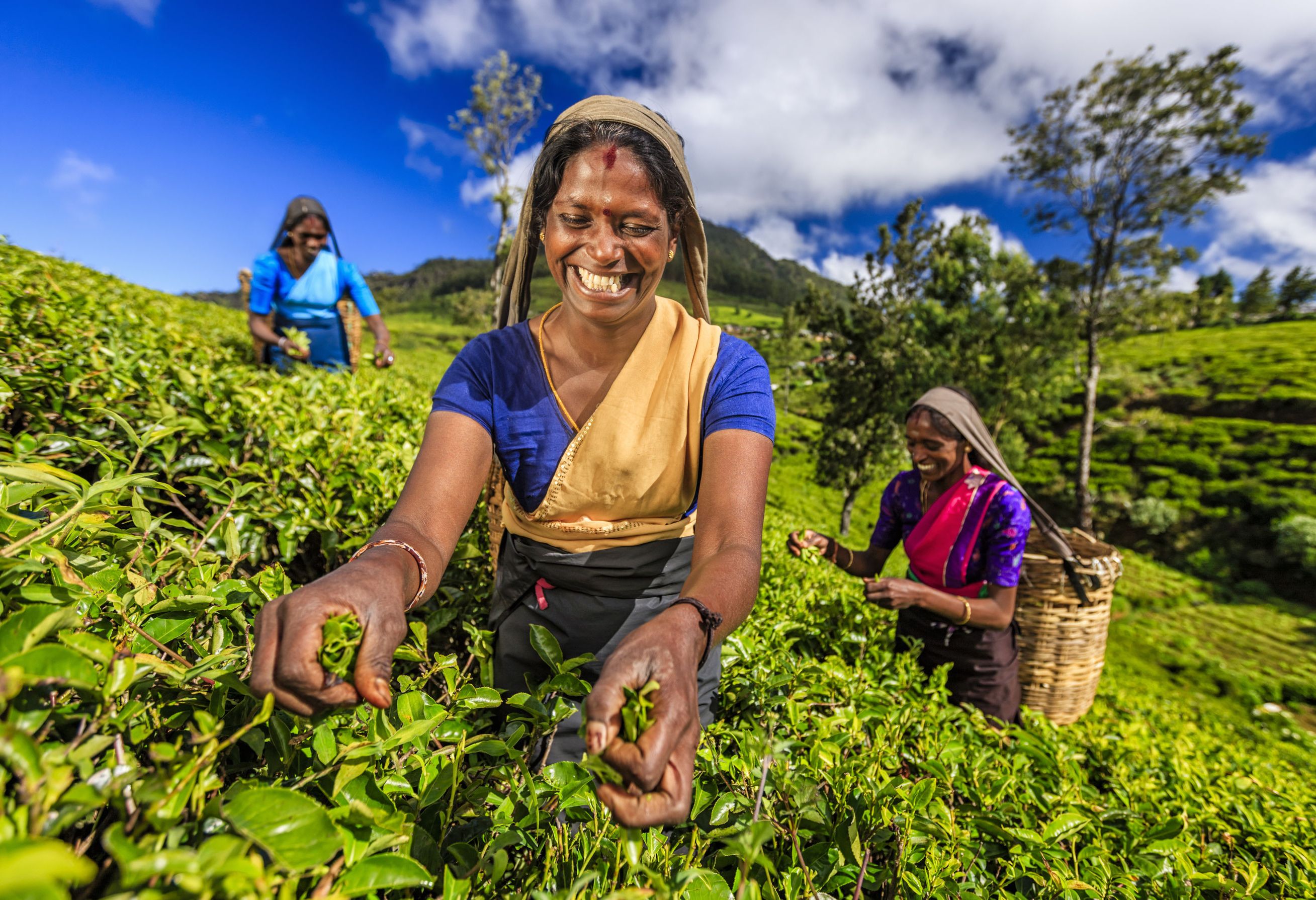 Thee plukken op een Theeplantage