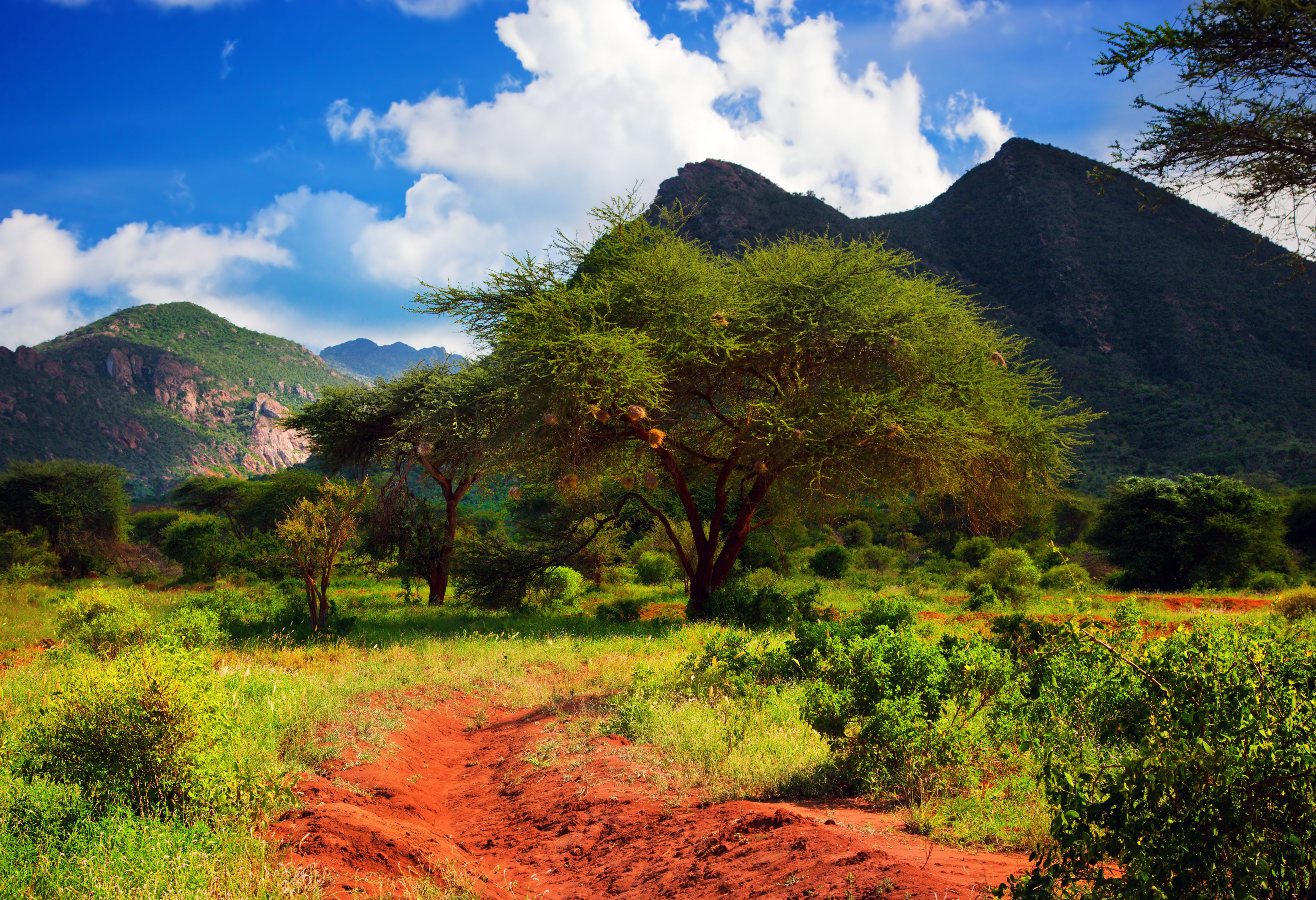De bush in Tsavo West in Kenia