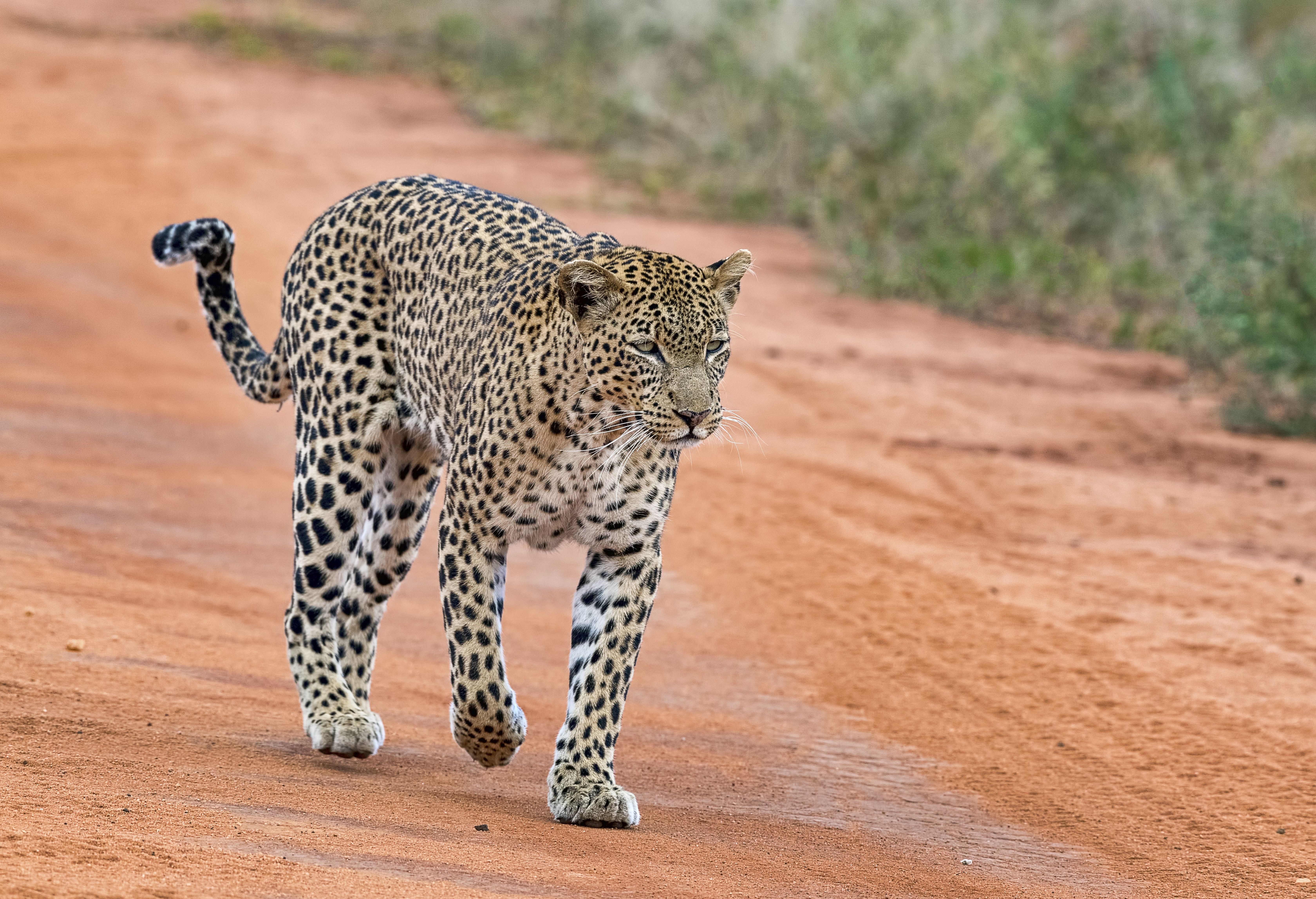 Luipaard in Tsavo West in Kenia