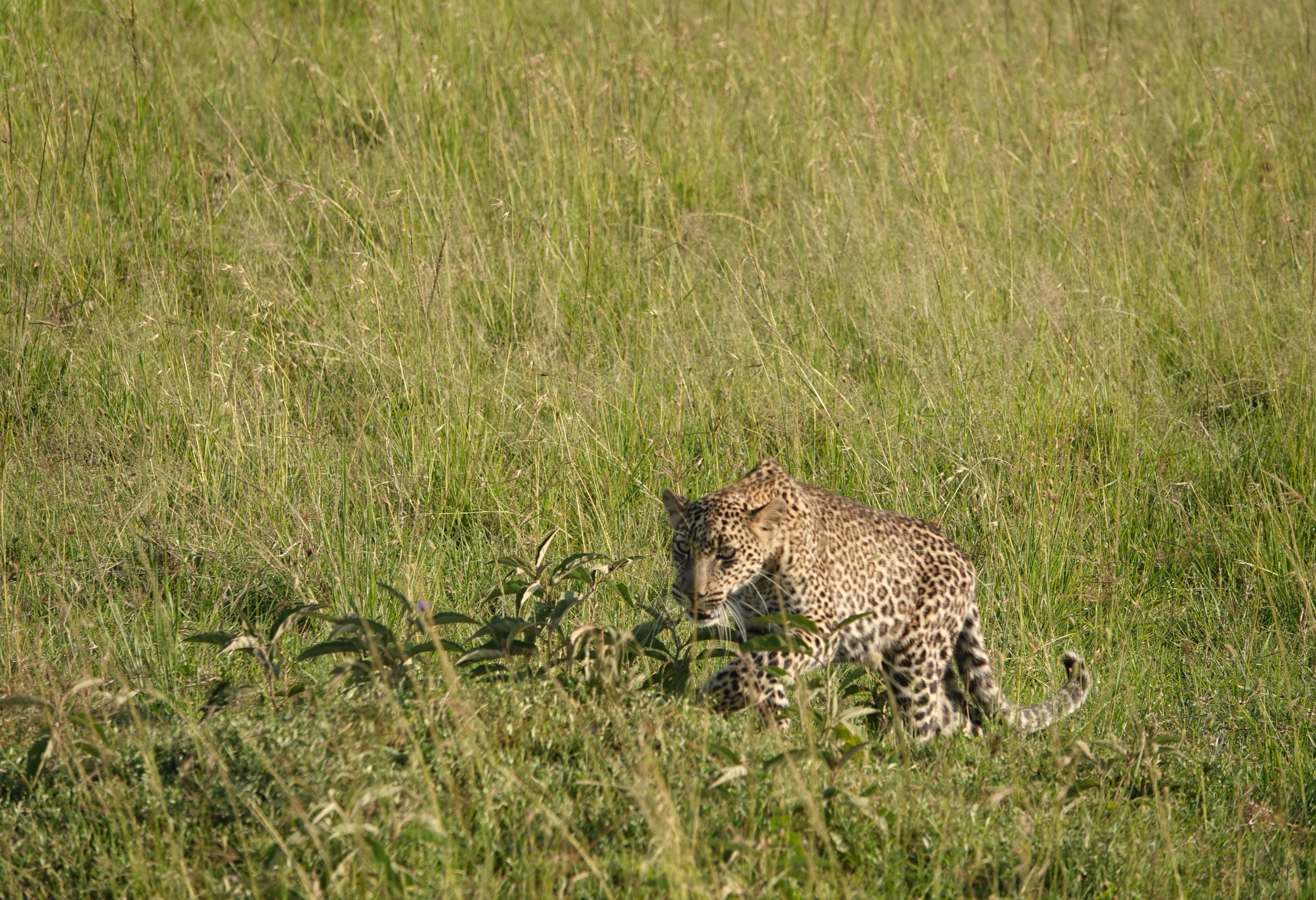 Luipaard in de vlakte van de Masai Mara in Kenia
