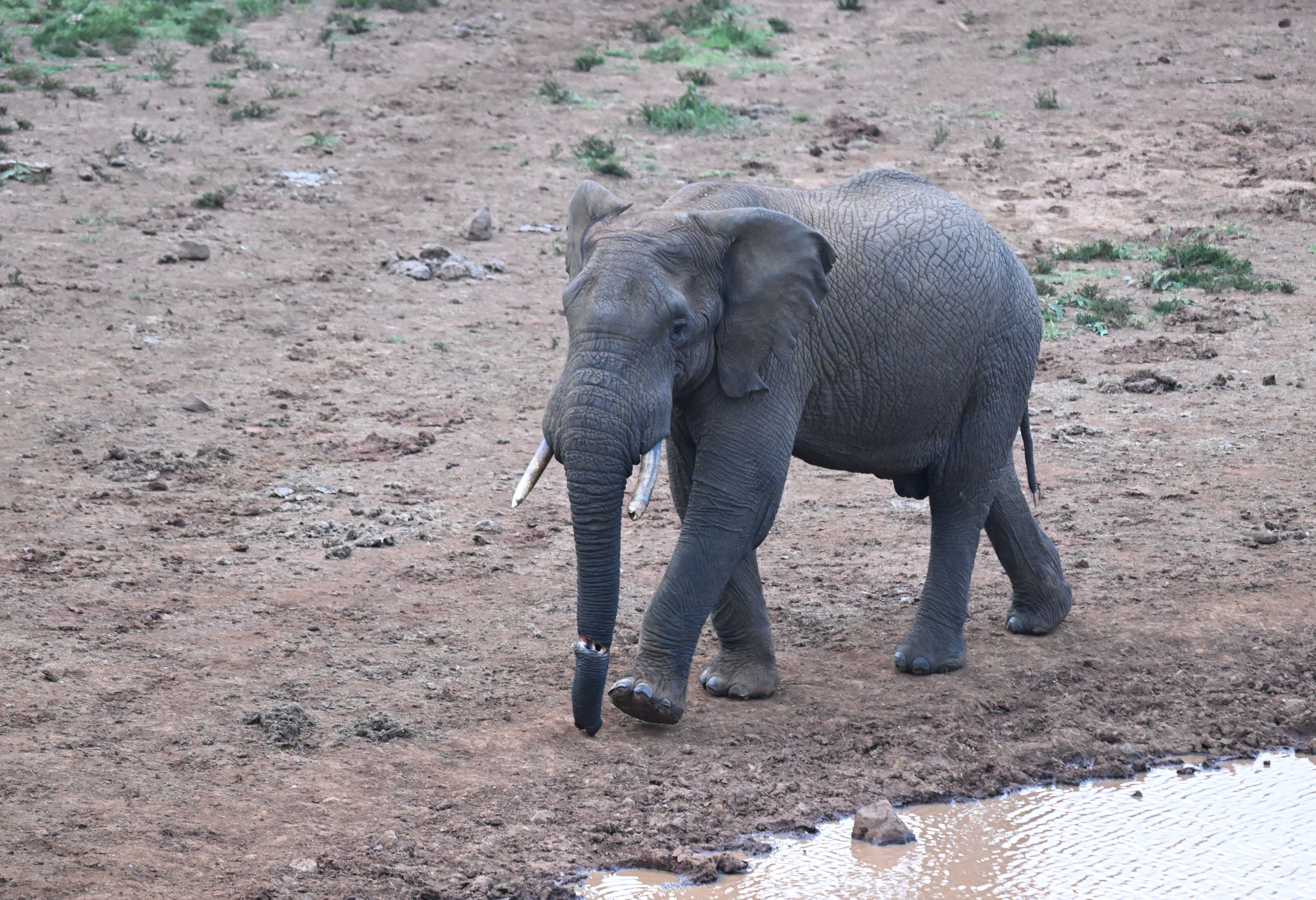 Olifant bij waterplas in het Aberdare National Park in Kenia