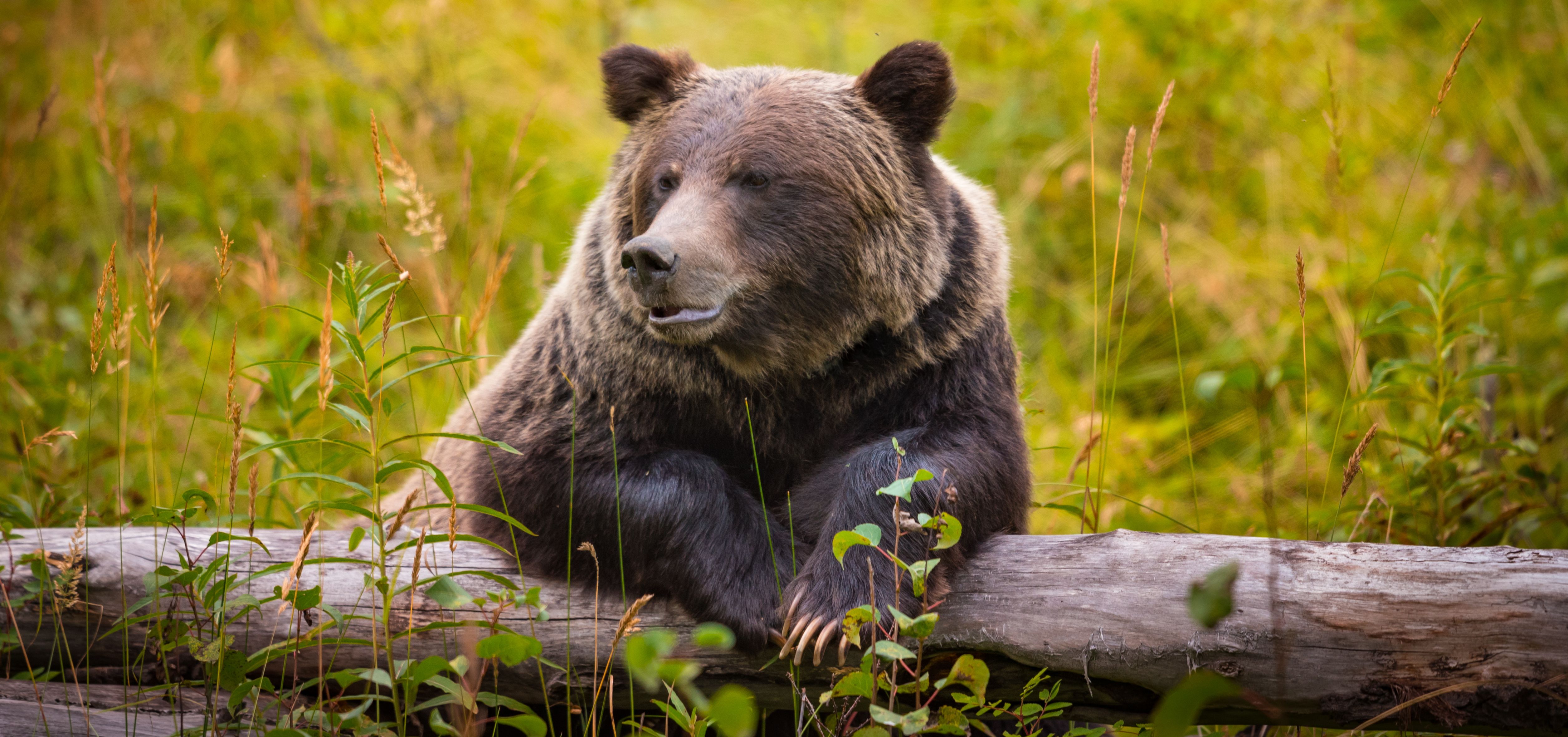 Canada-Rockies-Banff-grizzly-beer
