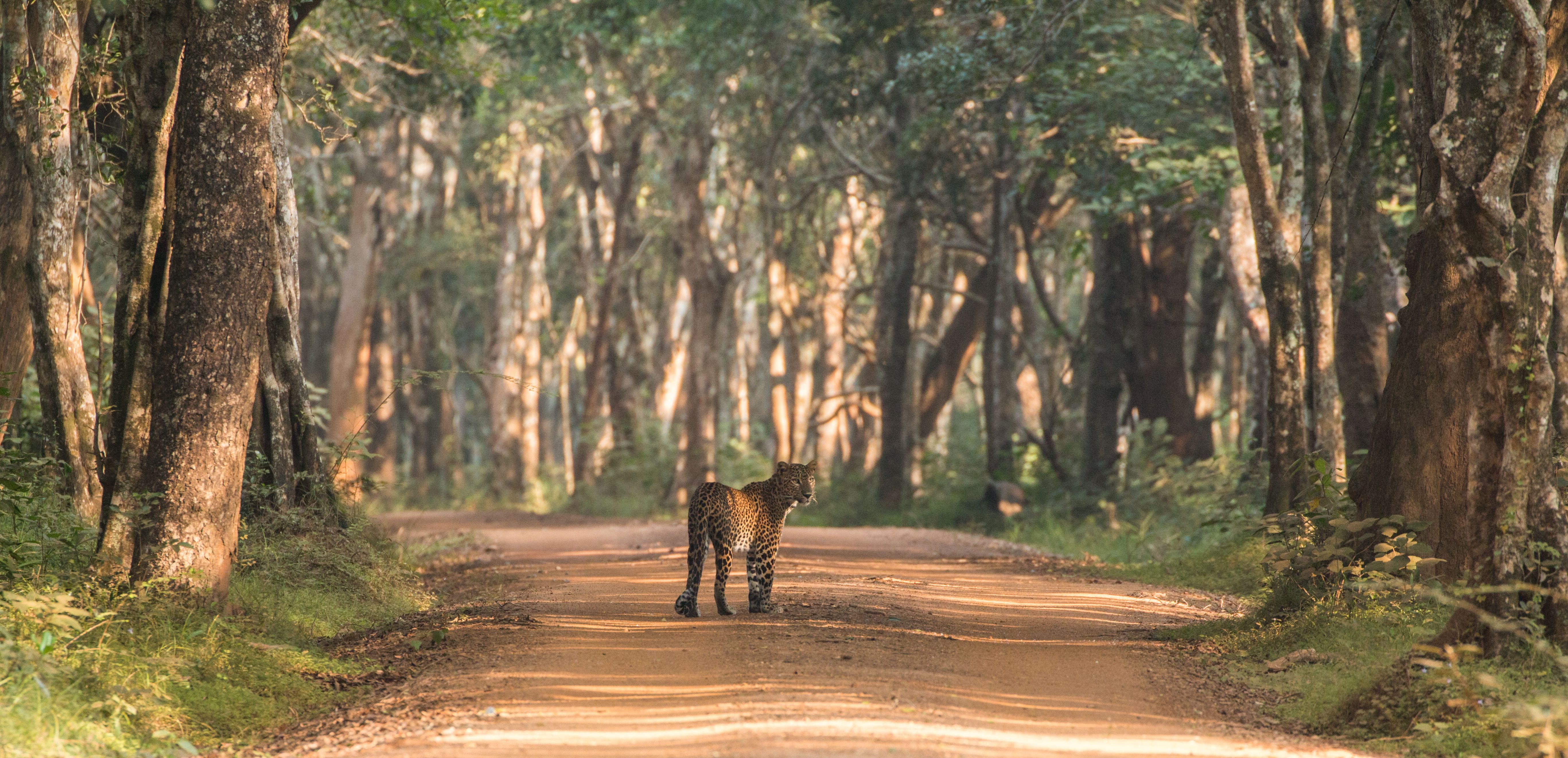 Sri-Lanka-Yala-Luipaard