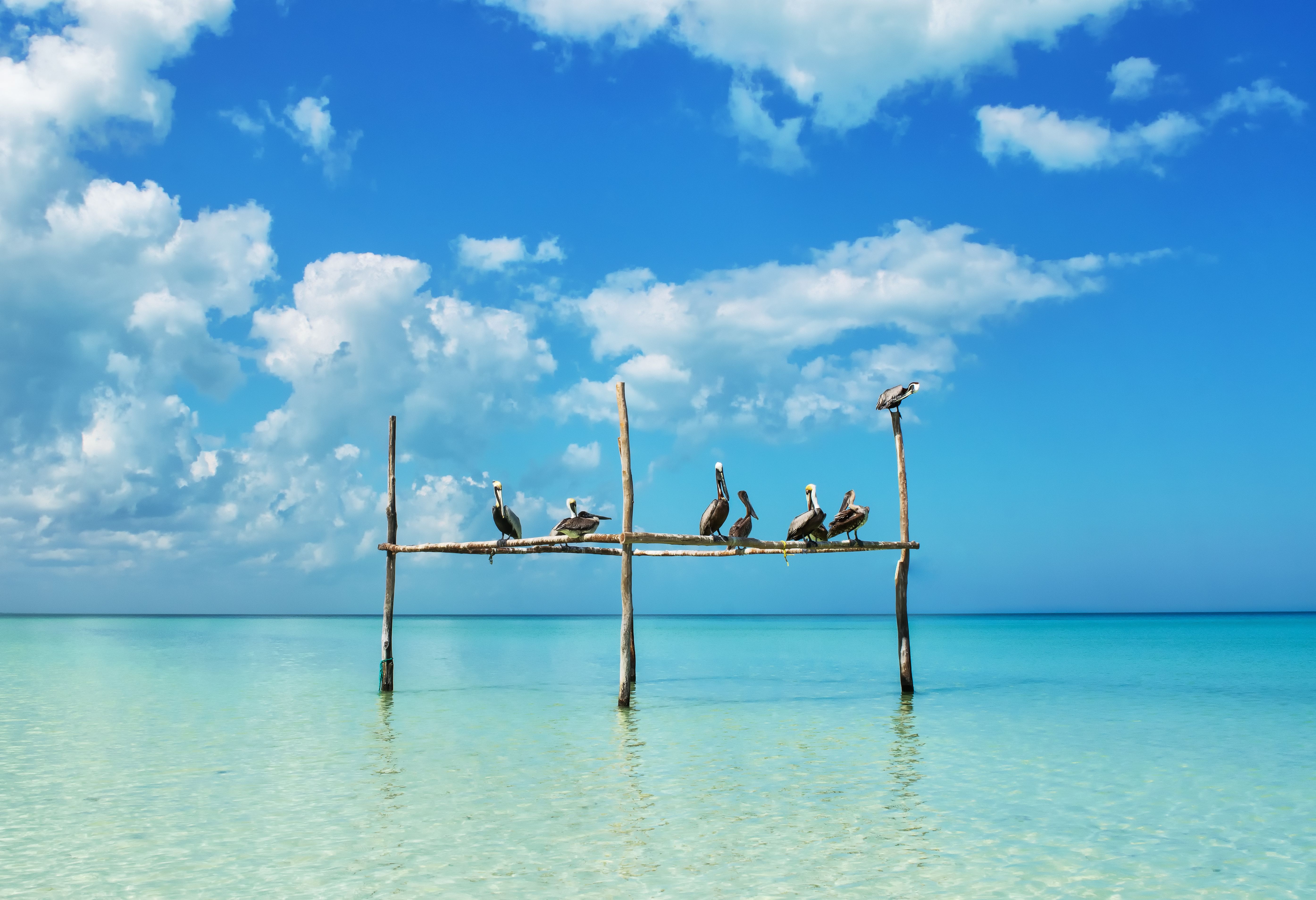 Mexico Isla Holbox Pelikanen