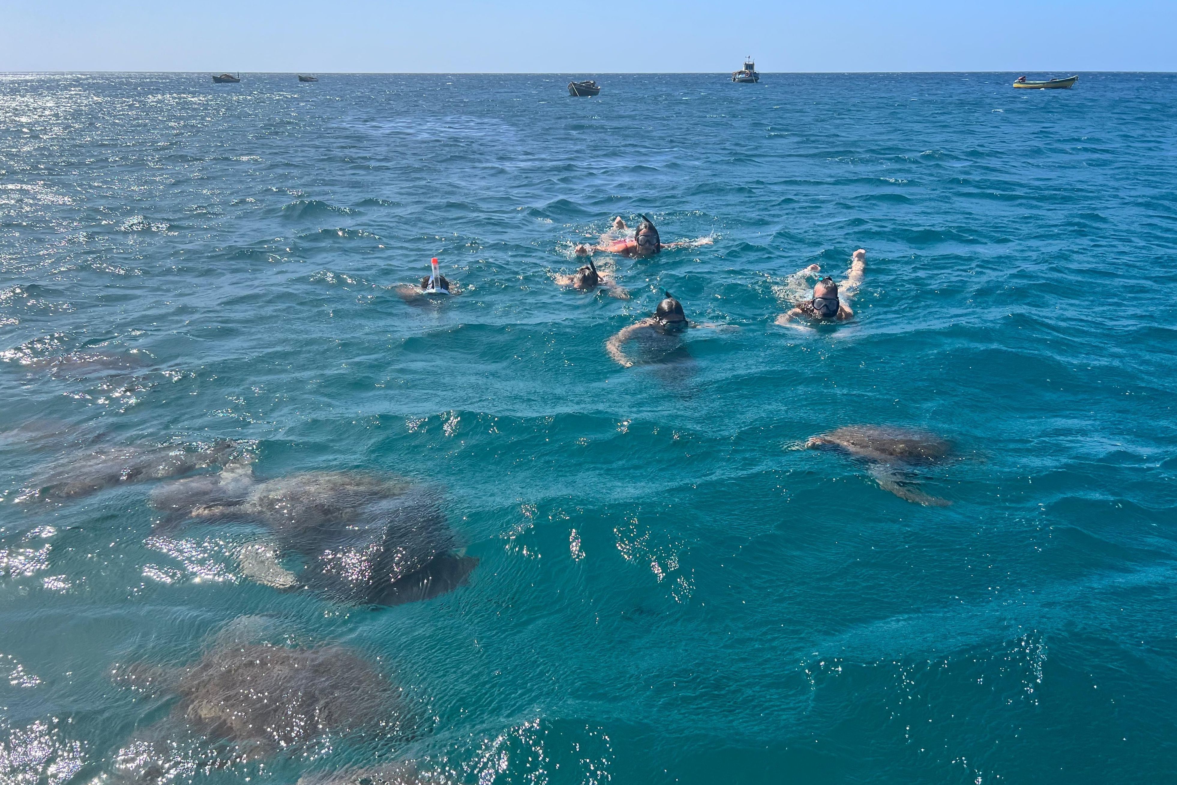 Snorkelen met Zeeschildpadden