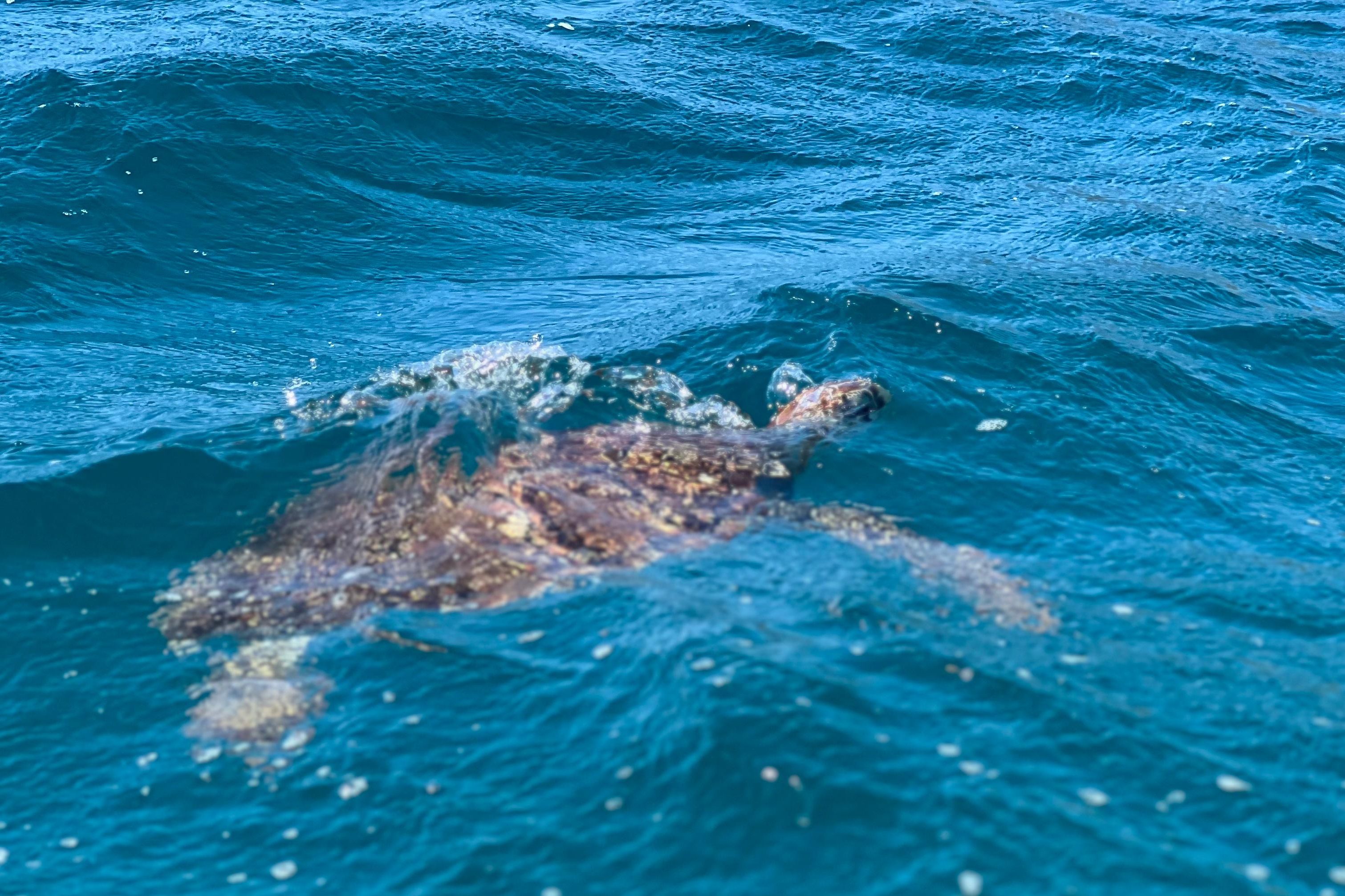 Zeeschildpad tijdens de tour