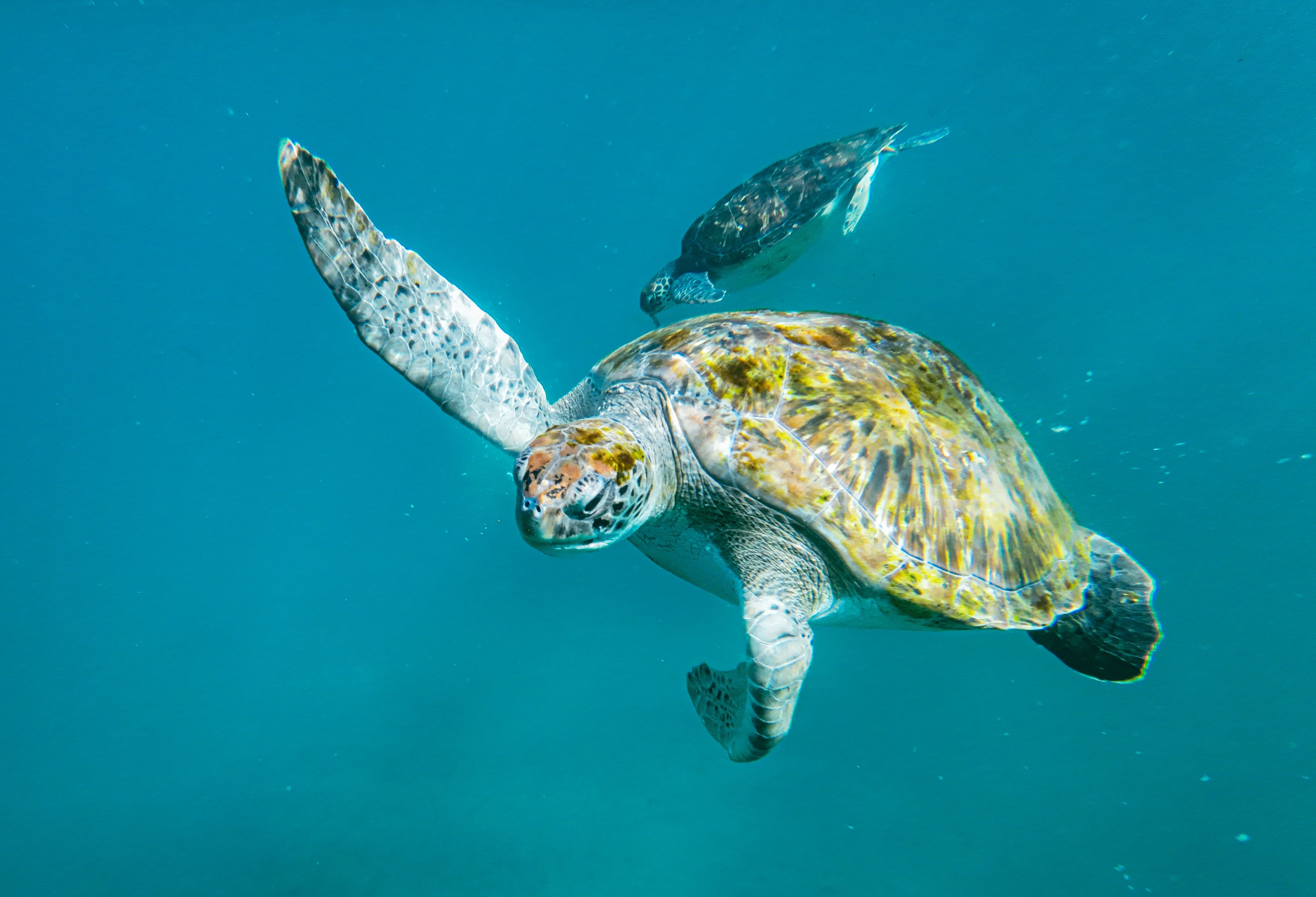 Zeeschildpadden tijdens snorkeltour