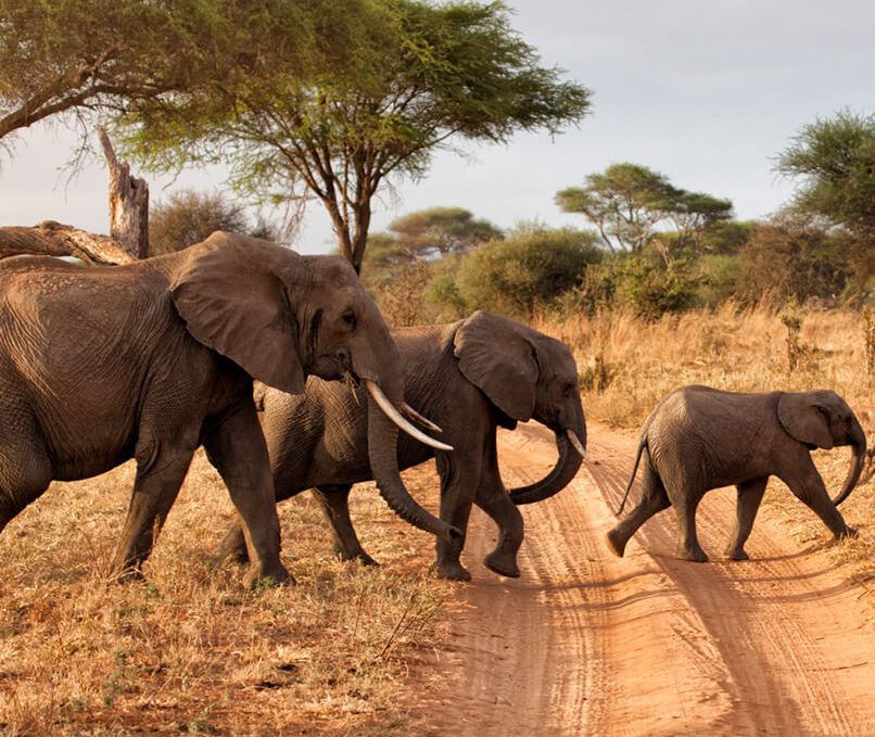 zuid-afrika-overstekende-olifanten
