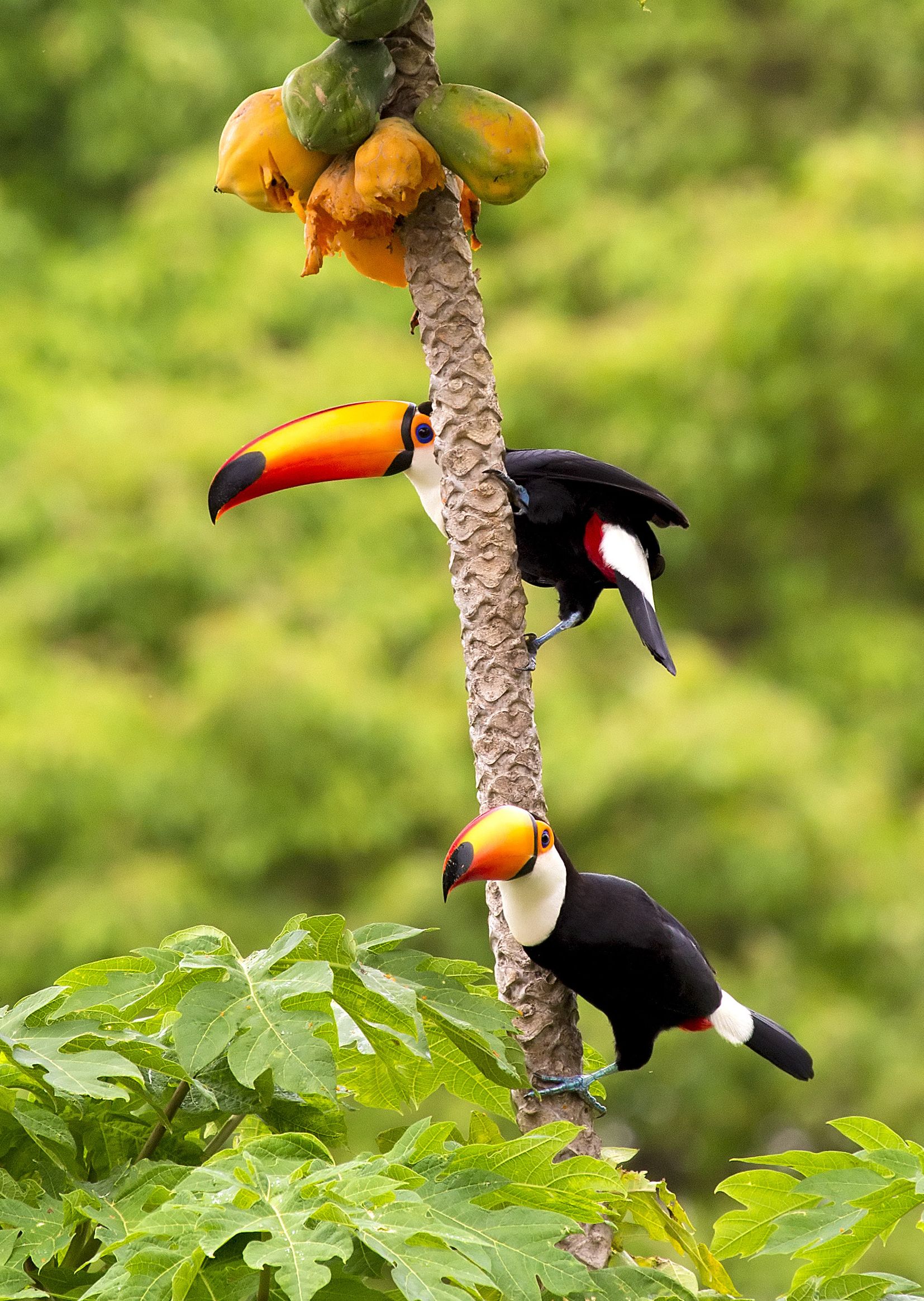 Dierenwelzijn 333travel