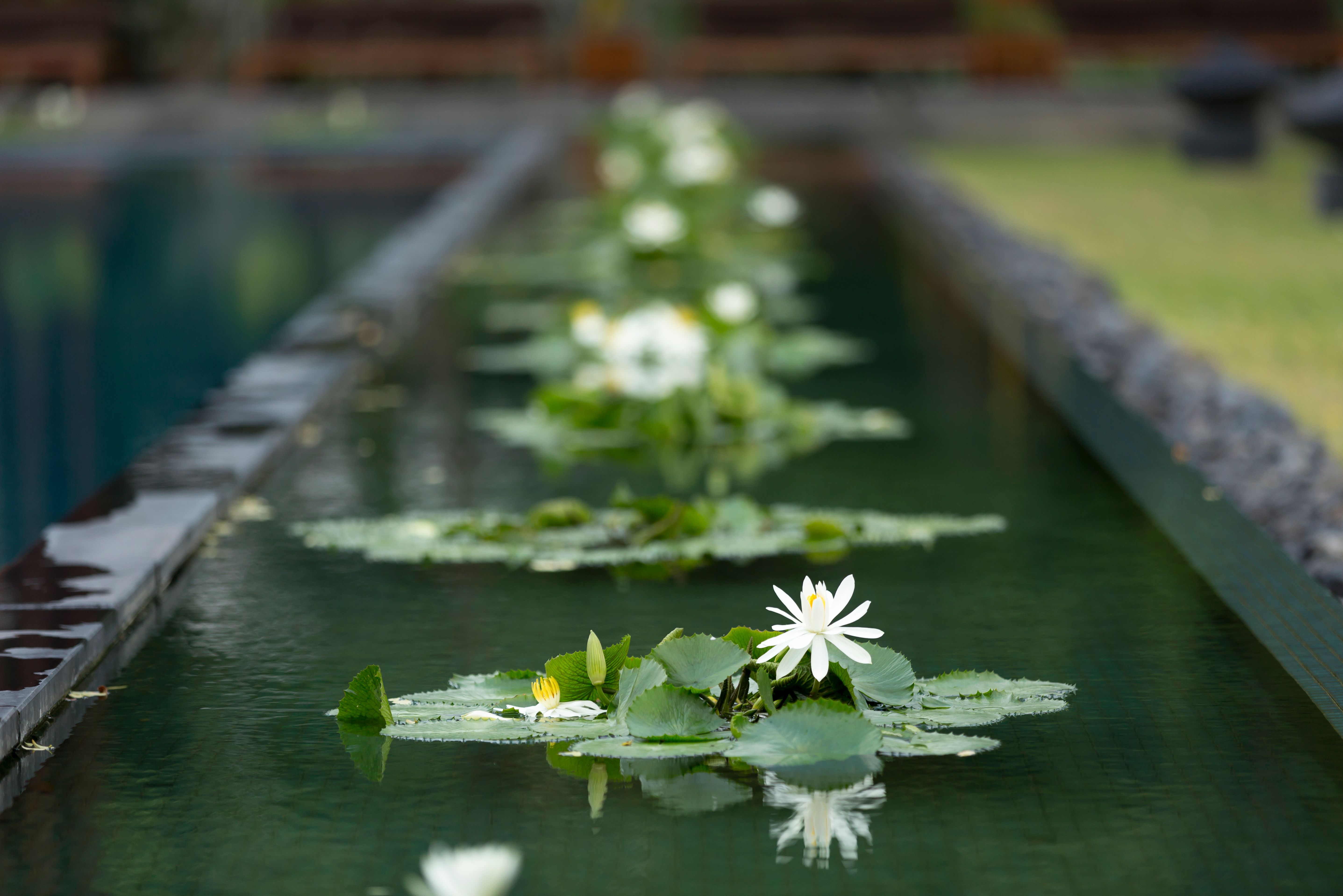Thailand Chiang Mai Anantara Lotus Pond