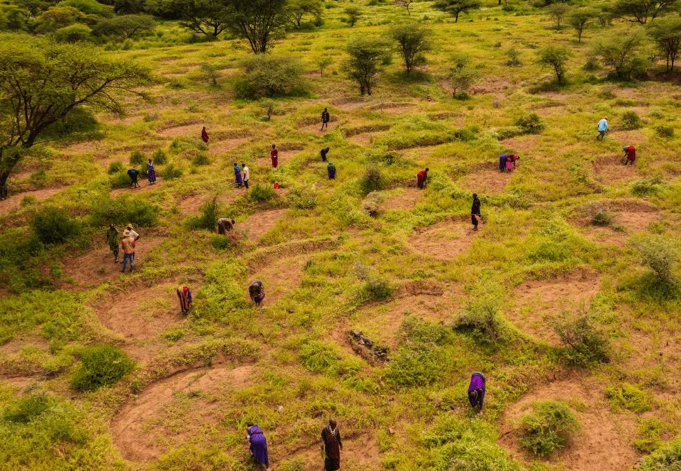 Treecovery Justdiggit