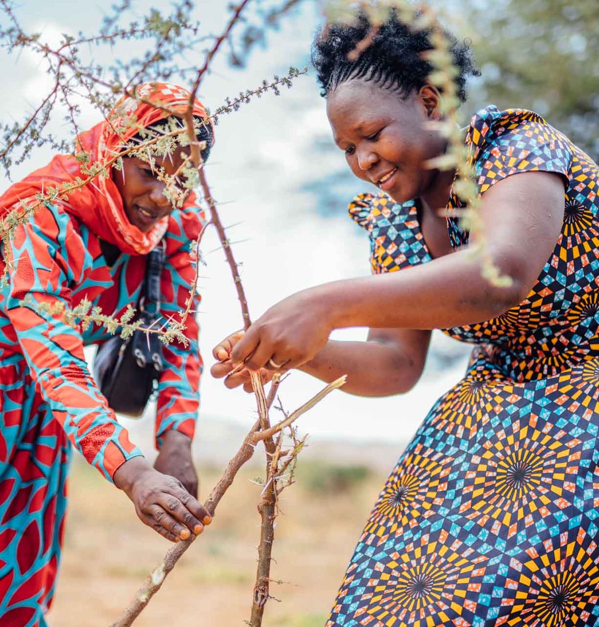 Treecovery 333travel X JustDiggit