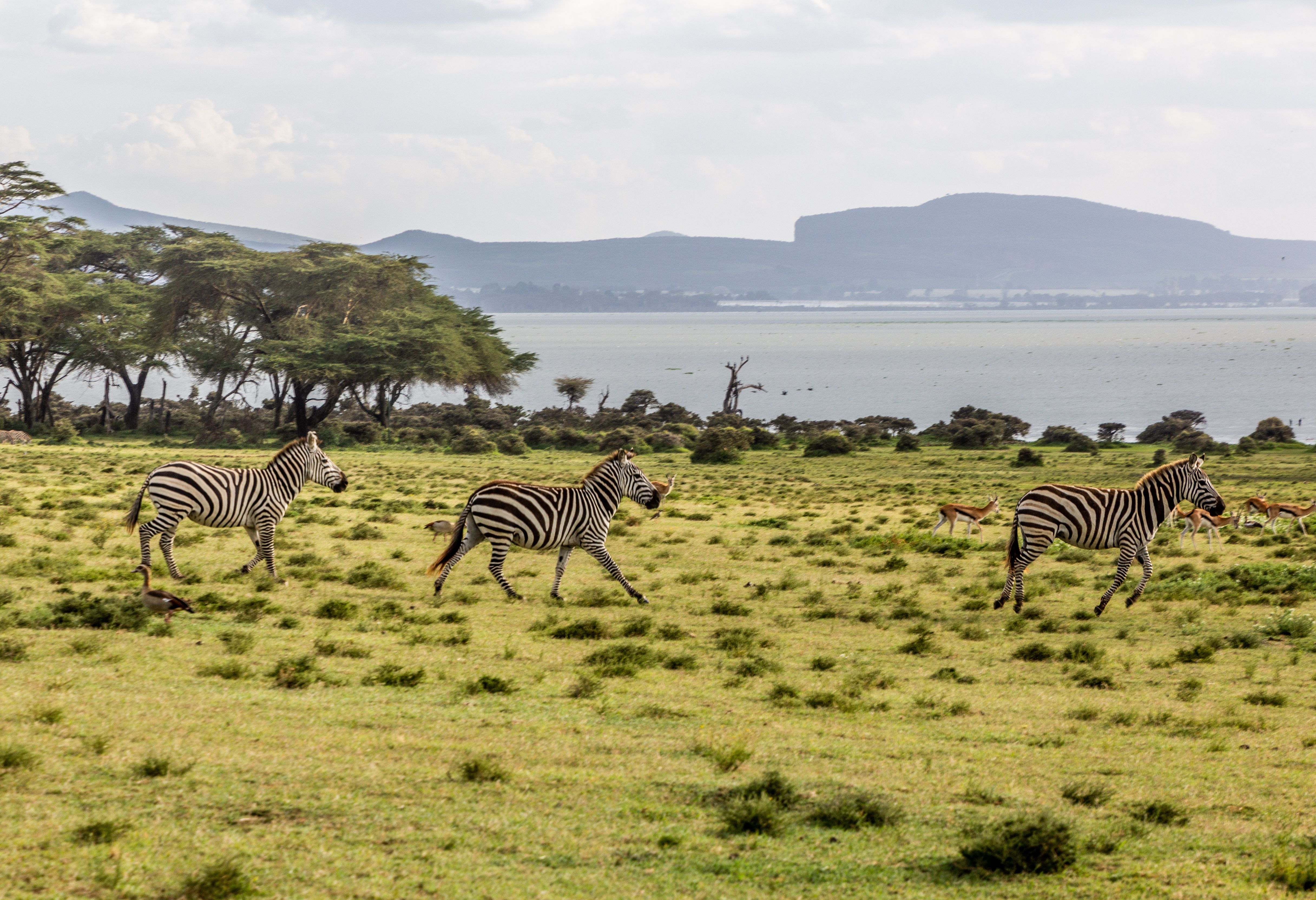 Zebra's op Crescent Island in Lake Naivasha in Kenia