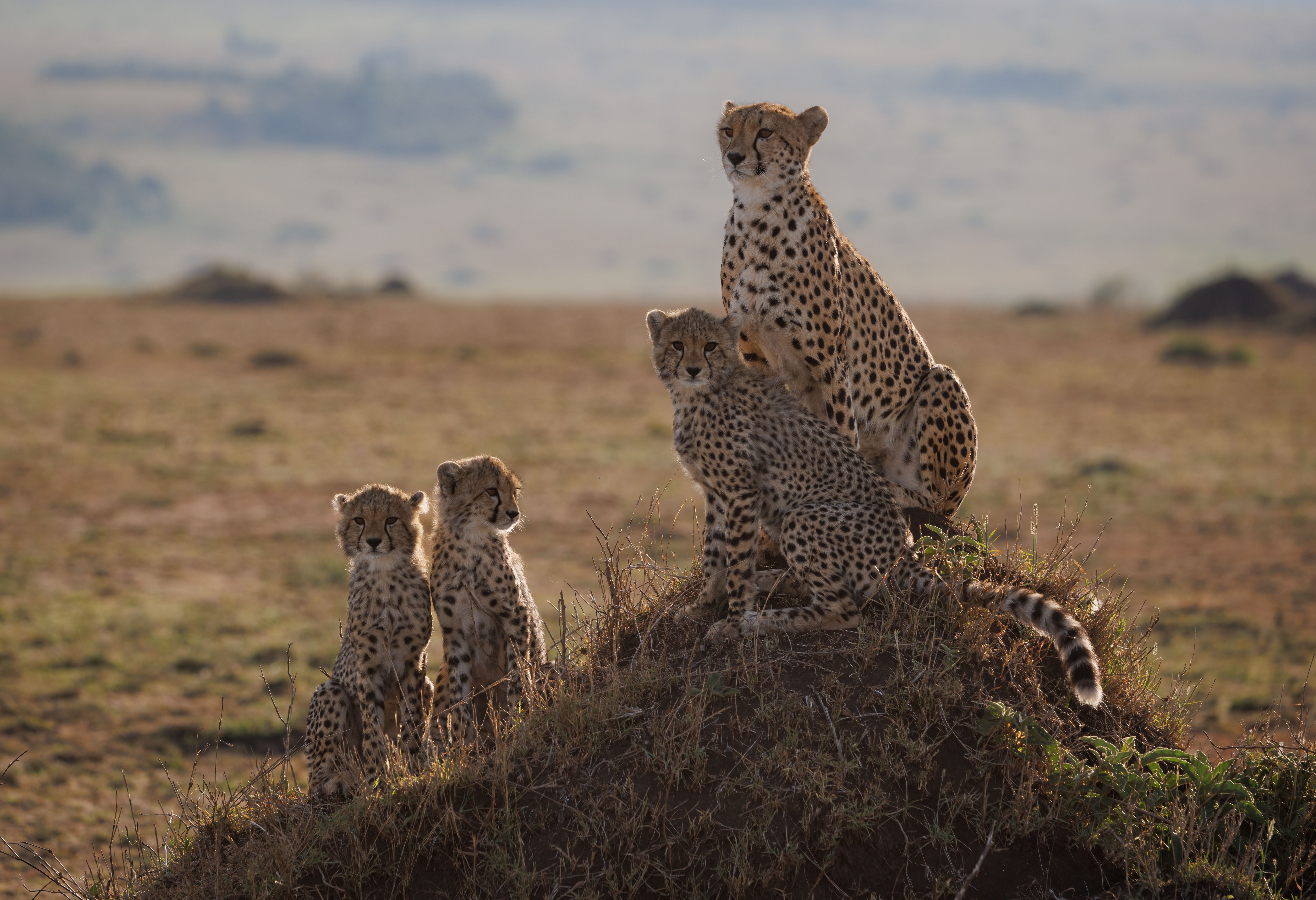 Cheetah familie in de Masai Mara in Kenia