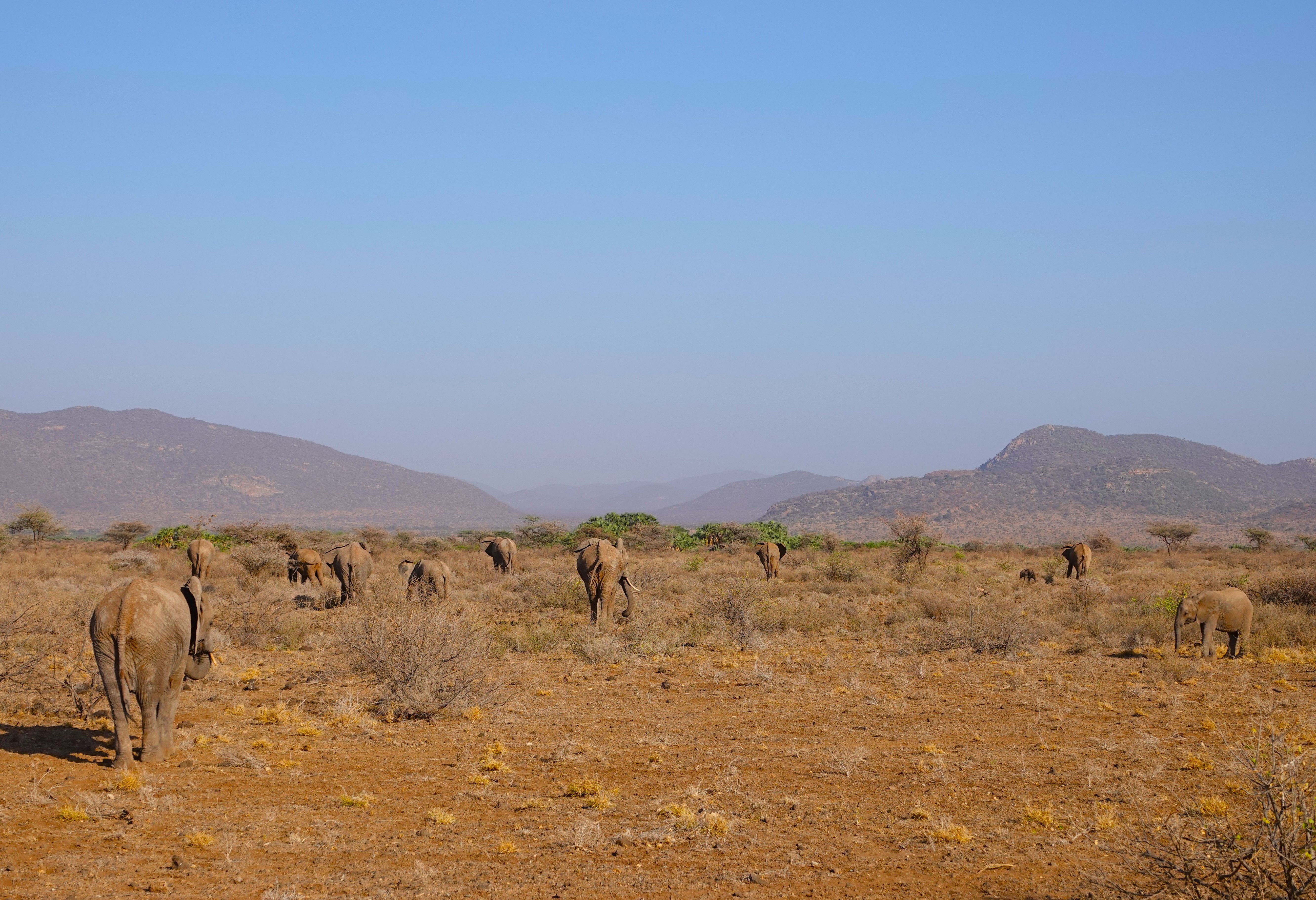 Olifanten in het uitgestrekte landschap van Samburu Game Reserve in Kenia