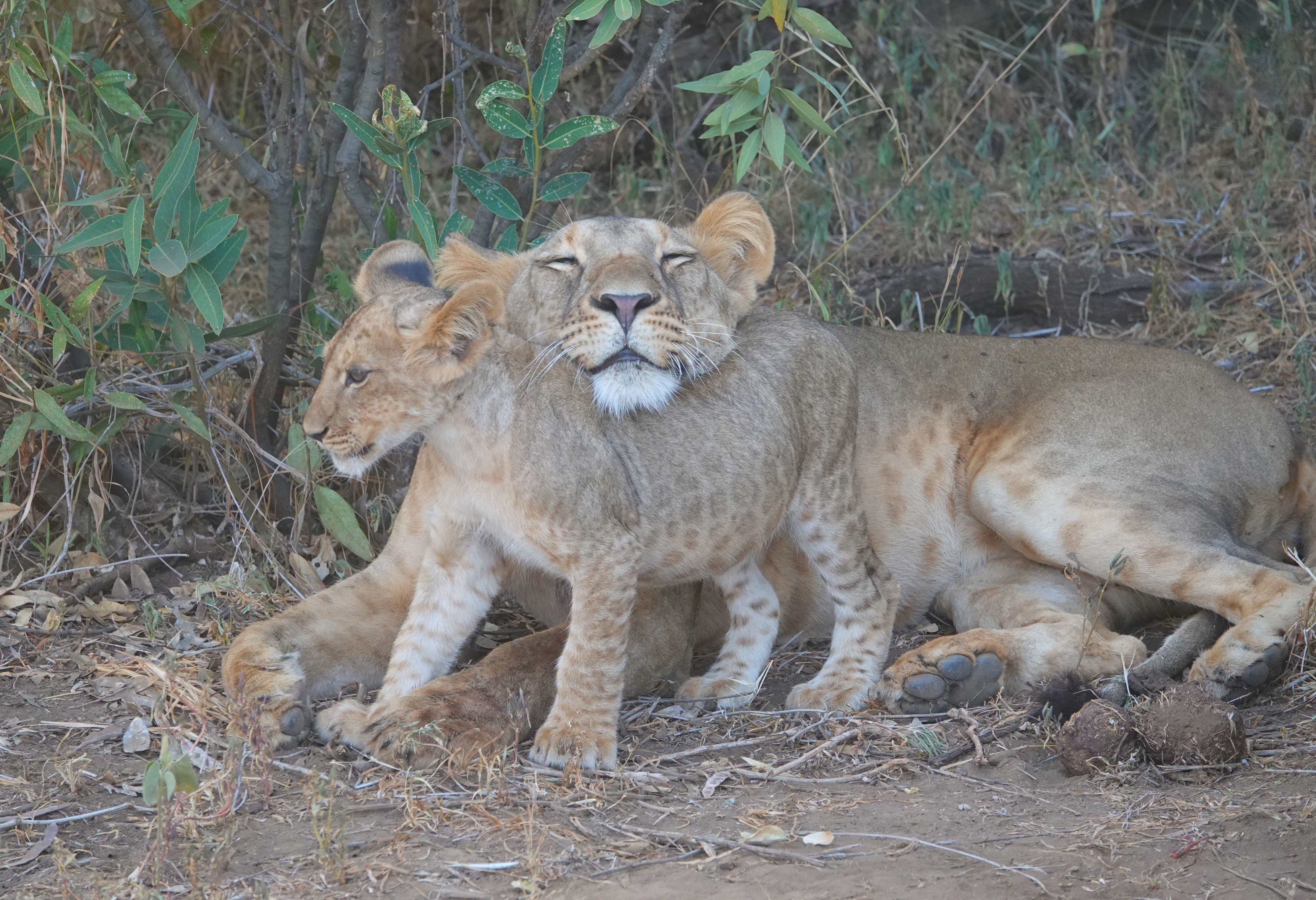 Leeuwin en welpje in het Samburu Game Reserve in Kenia