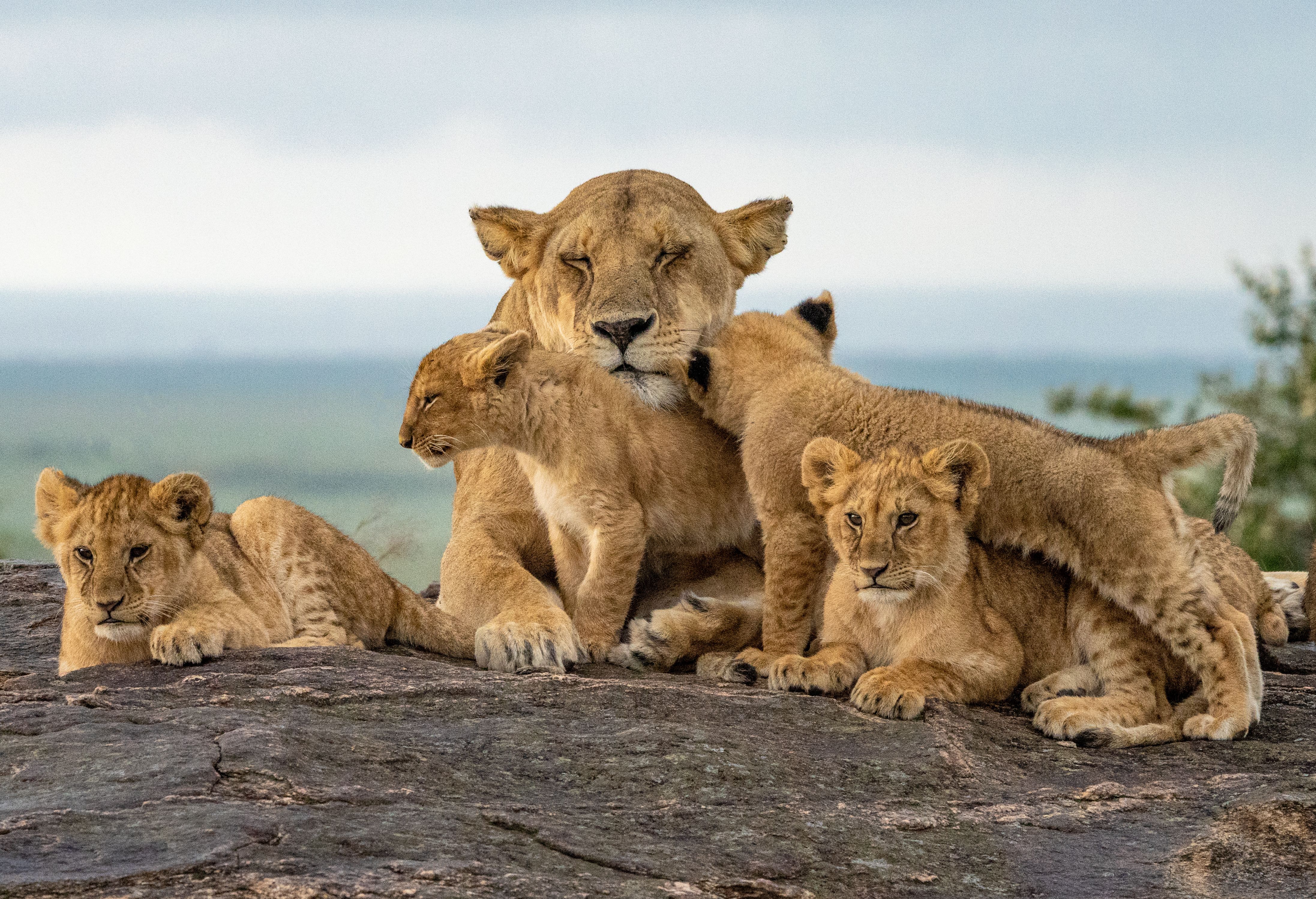 Leeuwin met haar welpjes in de Masai Mara in Kenia