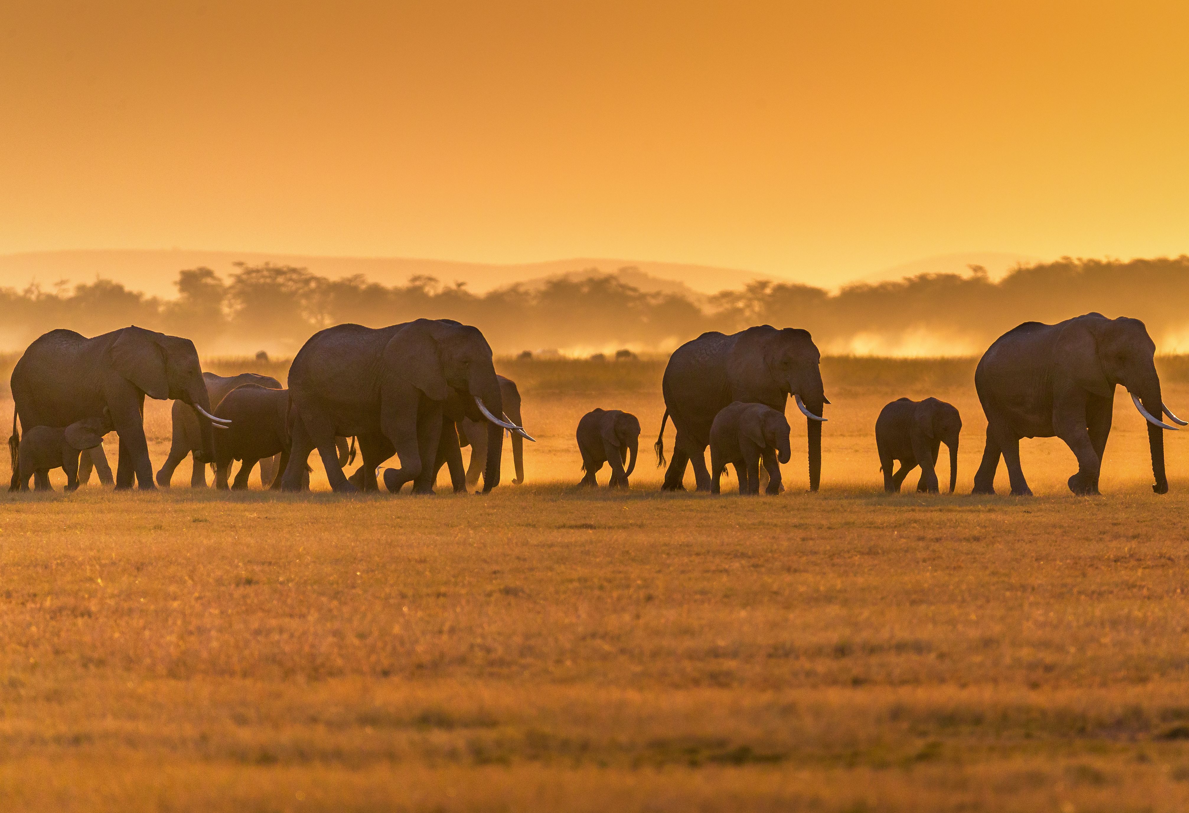 Olifanten bij zonsondergang in de Masai Mara in Kenia