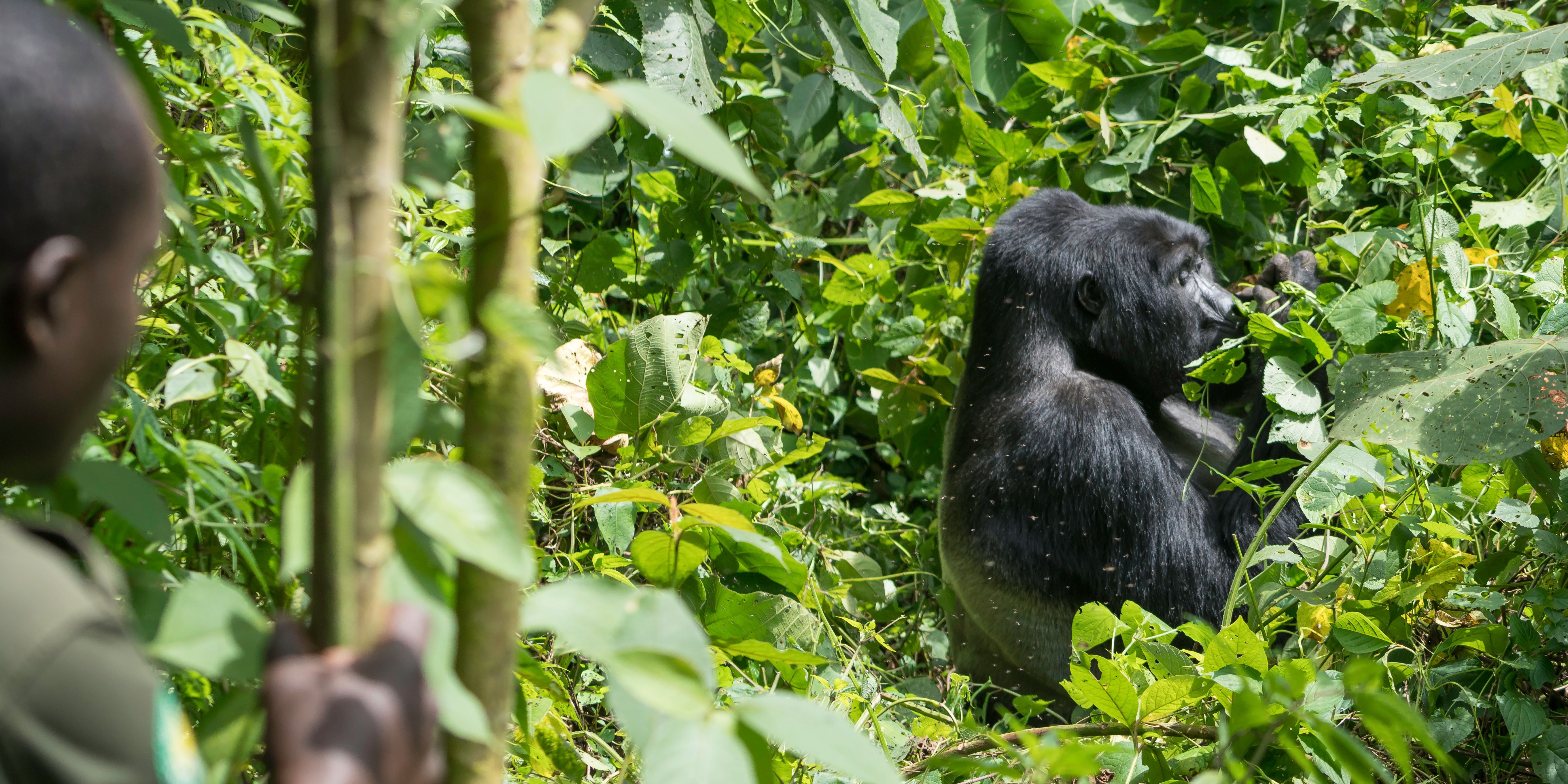 Gorilla trekking Uganda