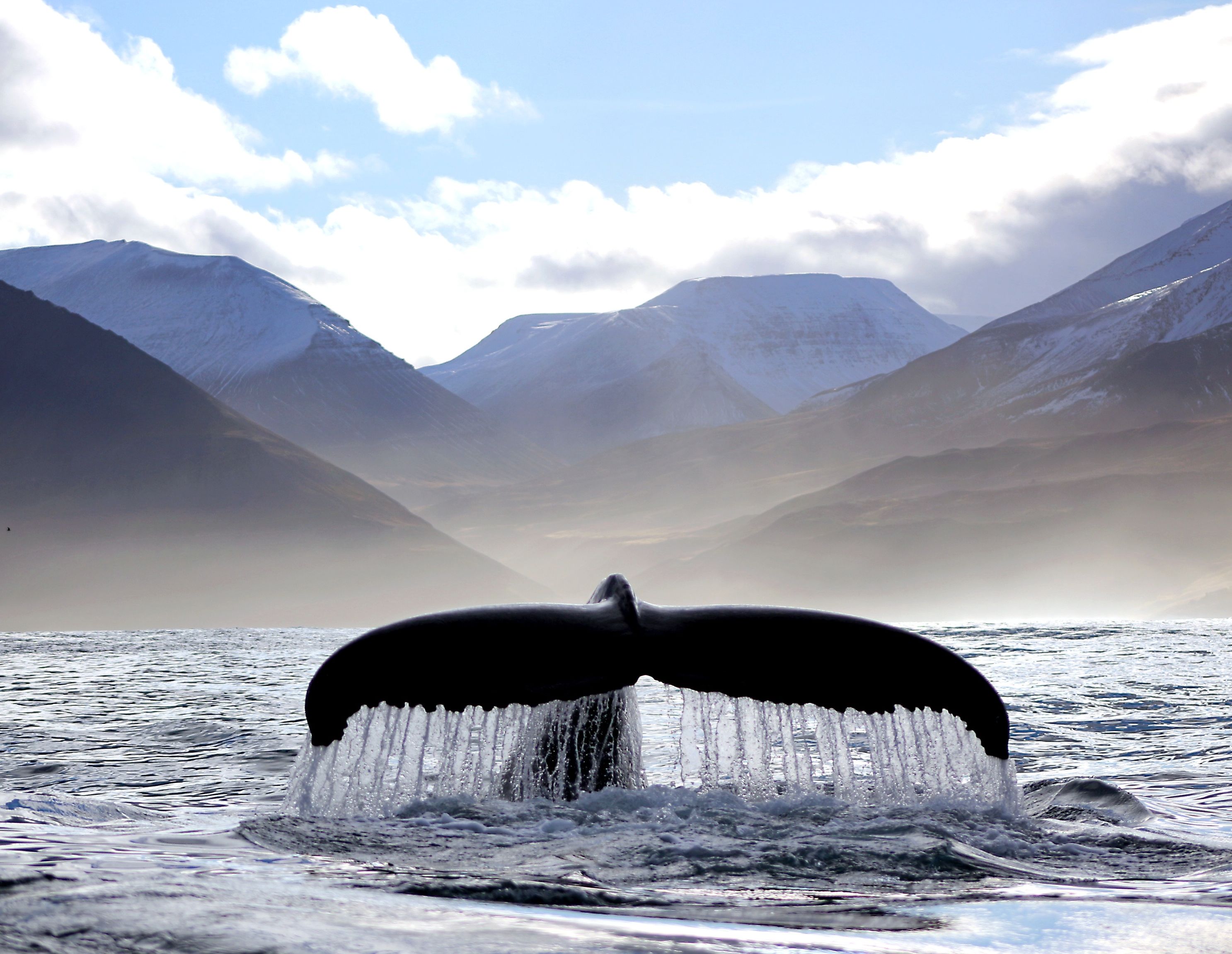Walvis dierenwelzijn