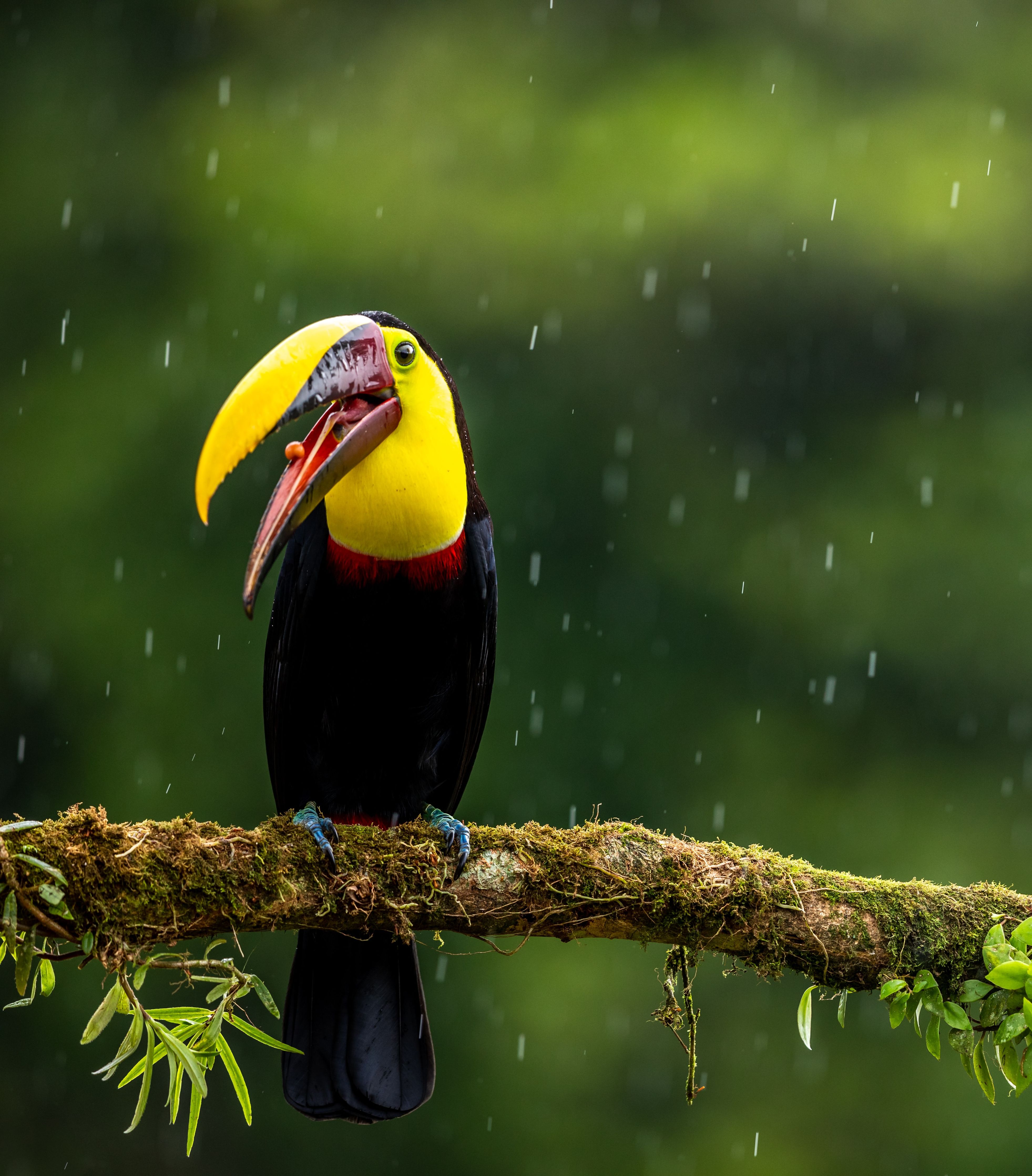 Costa Rica dierenwelzijn