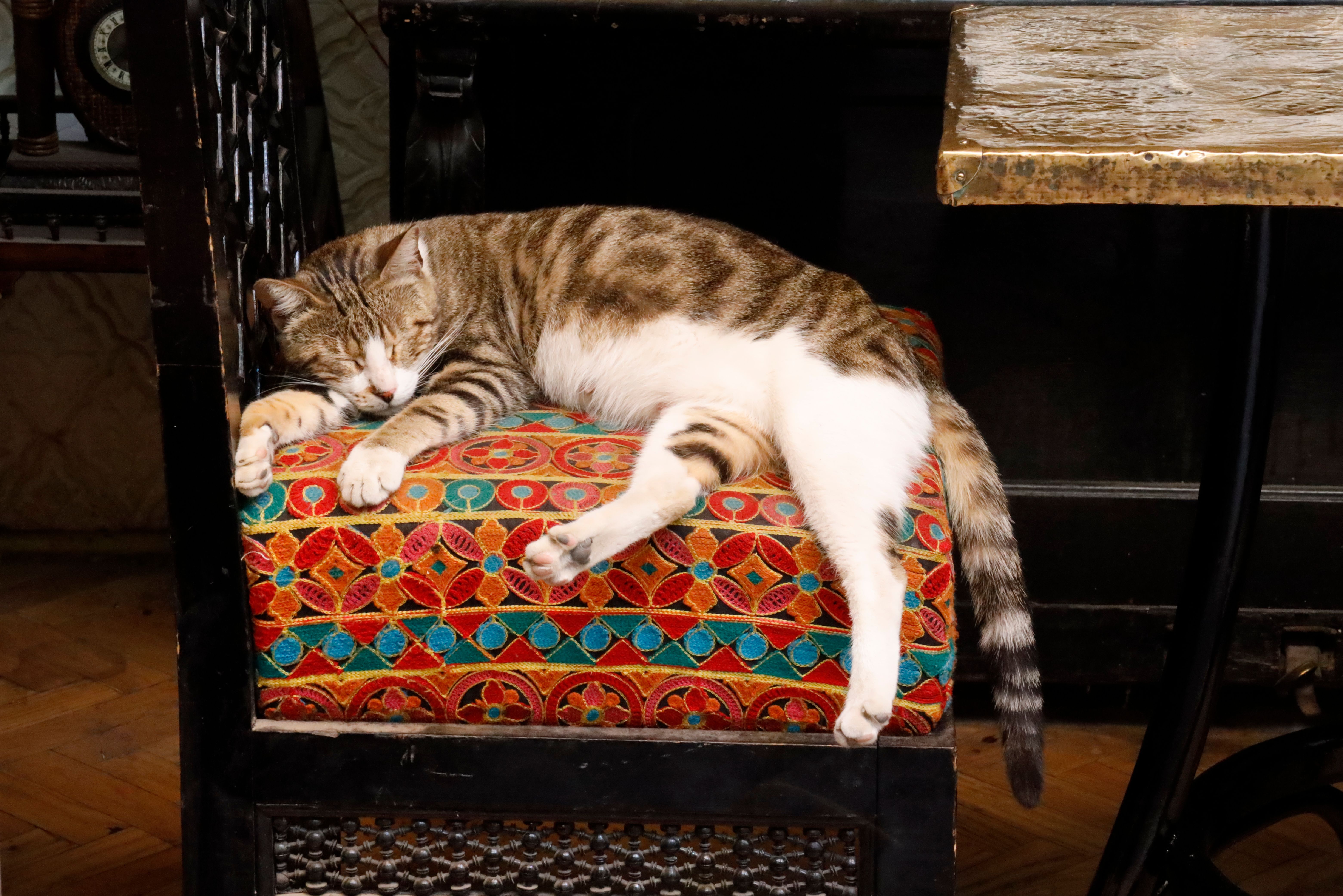 Slapende kat in de Khan El Khalili bazaar
