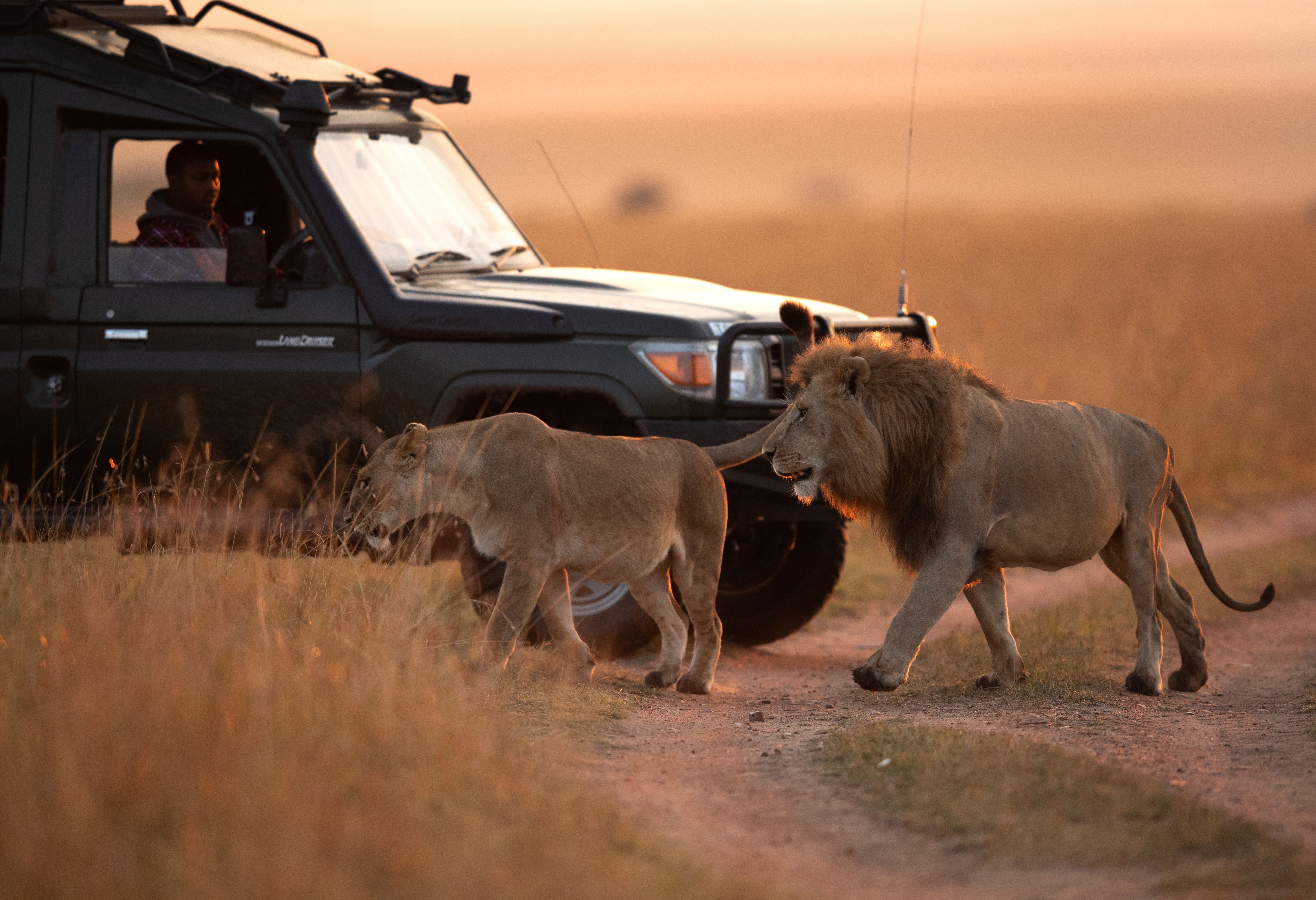 Leeuwen tijdens game drive in de Masai Mara in Kenia