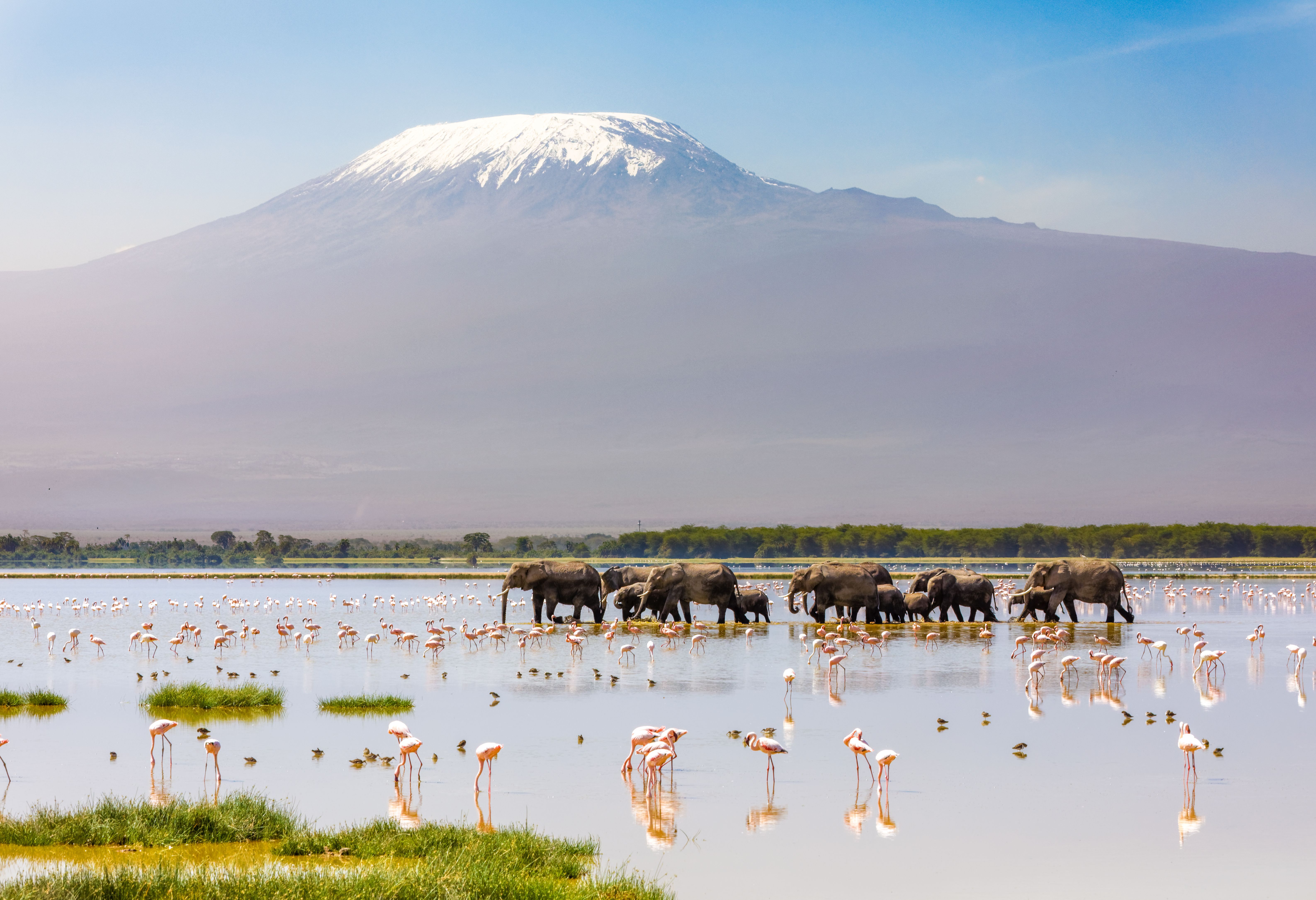 Olifanten waden door het meer in het Amboseli National Park in Kenia
