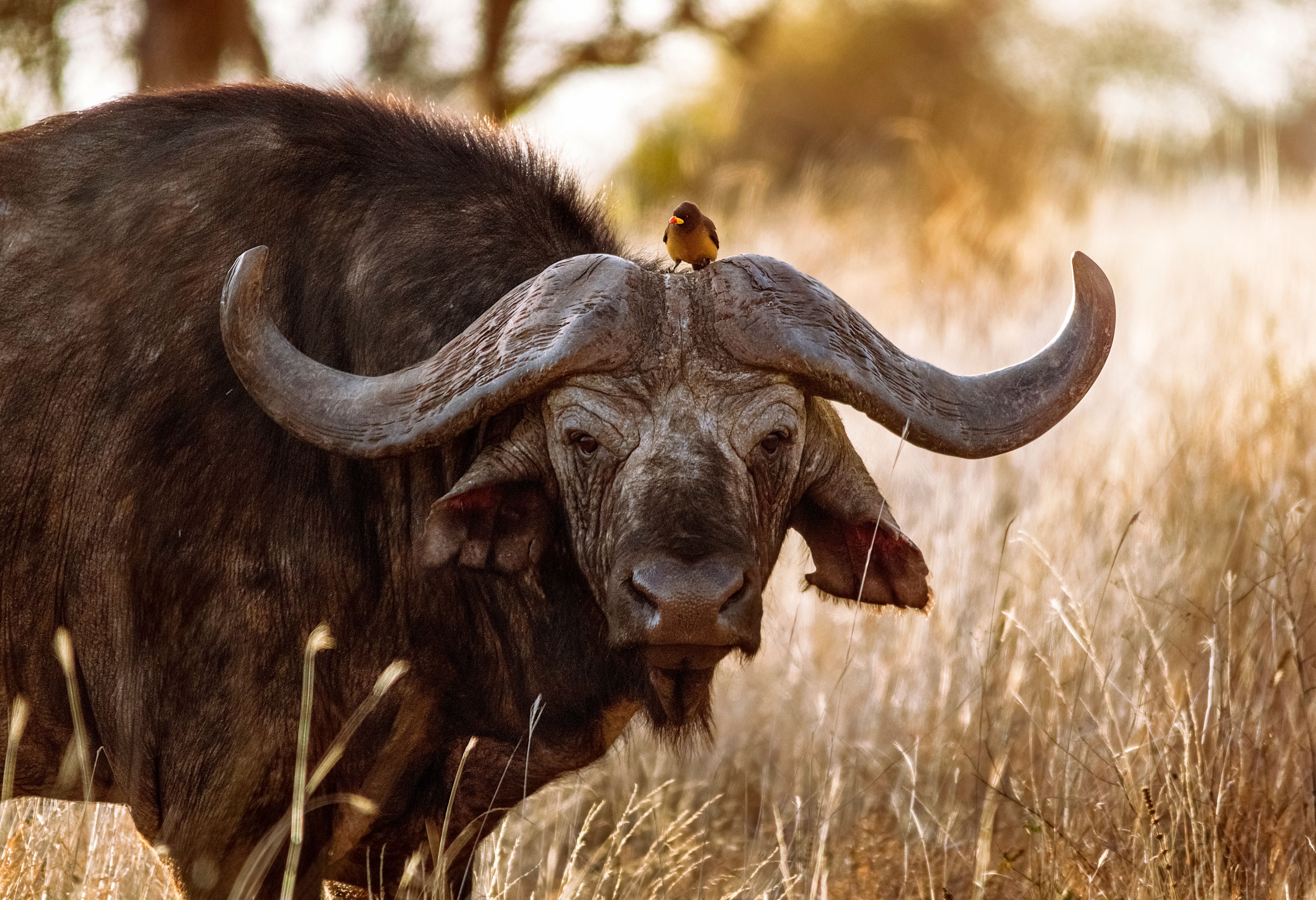 Buffel in het Tsavo West National Park in Kenia