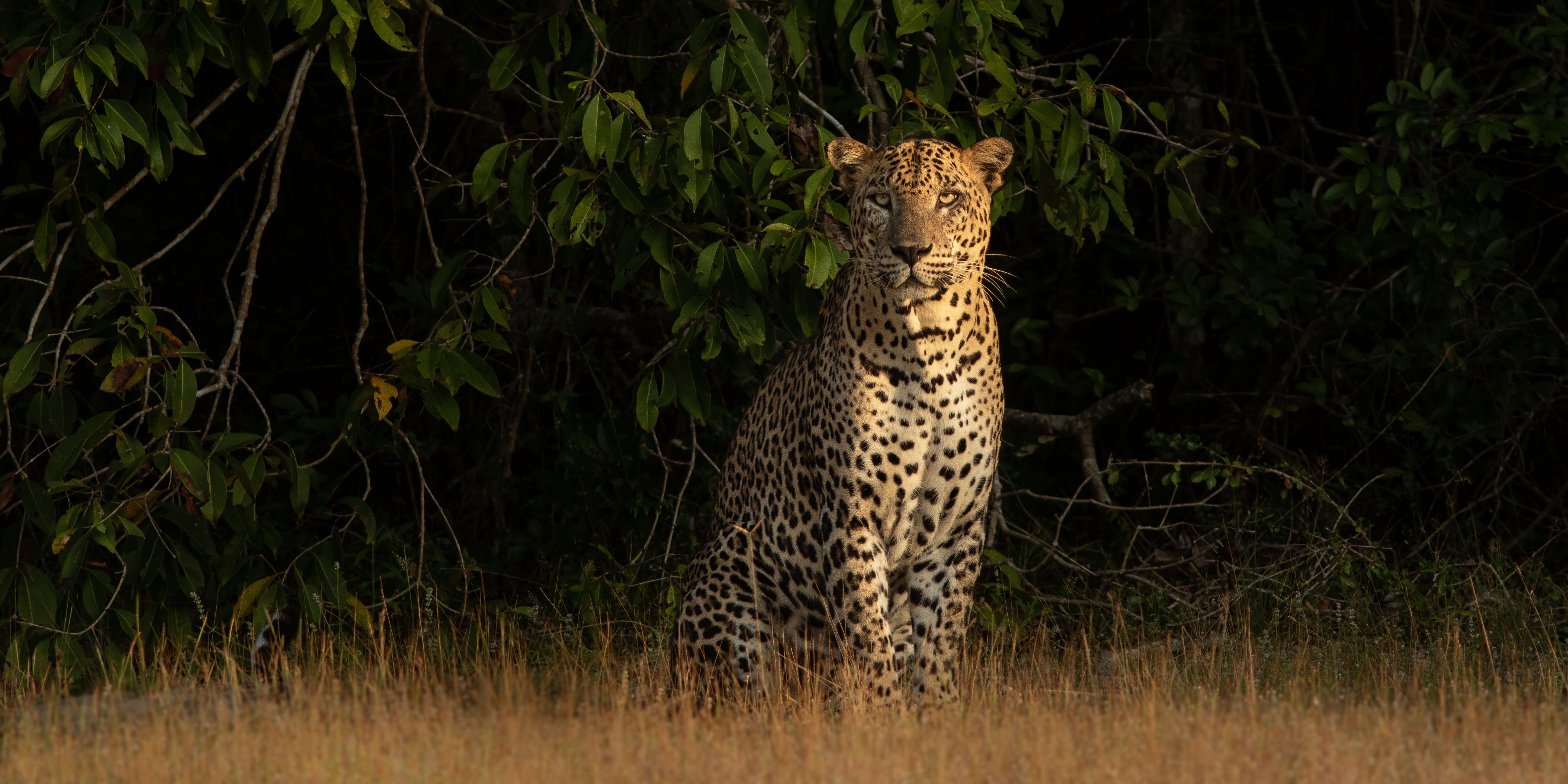 Wilpattu Sri Lanka