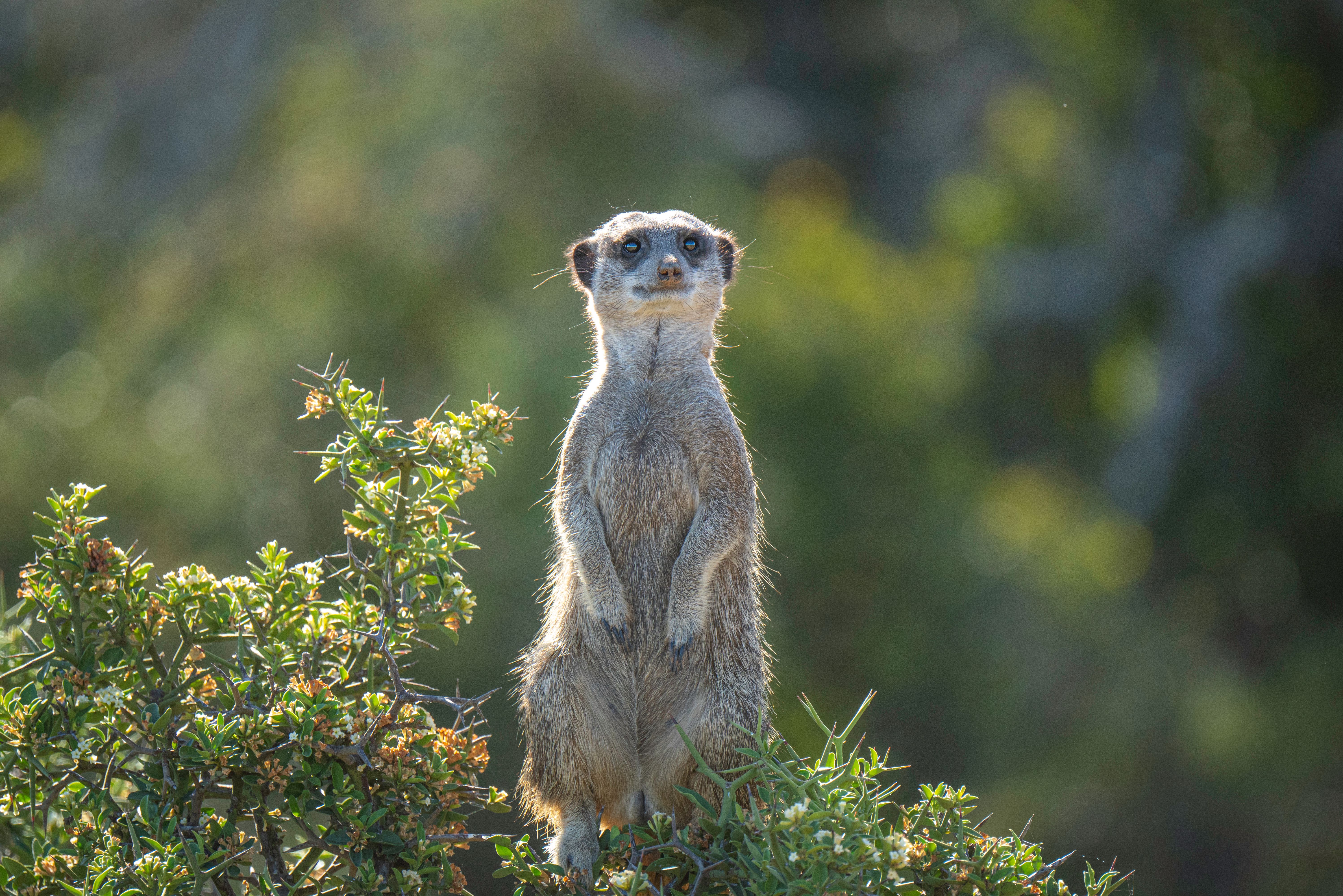 Zuid Afrika Oudtshoorn Klein Karoo Stokstaartje