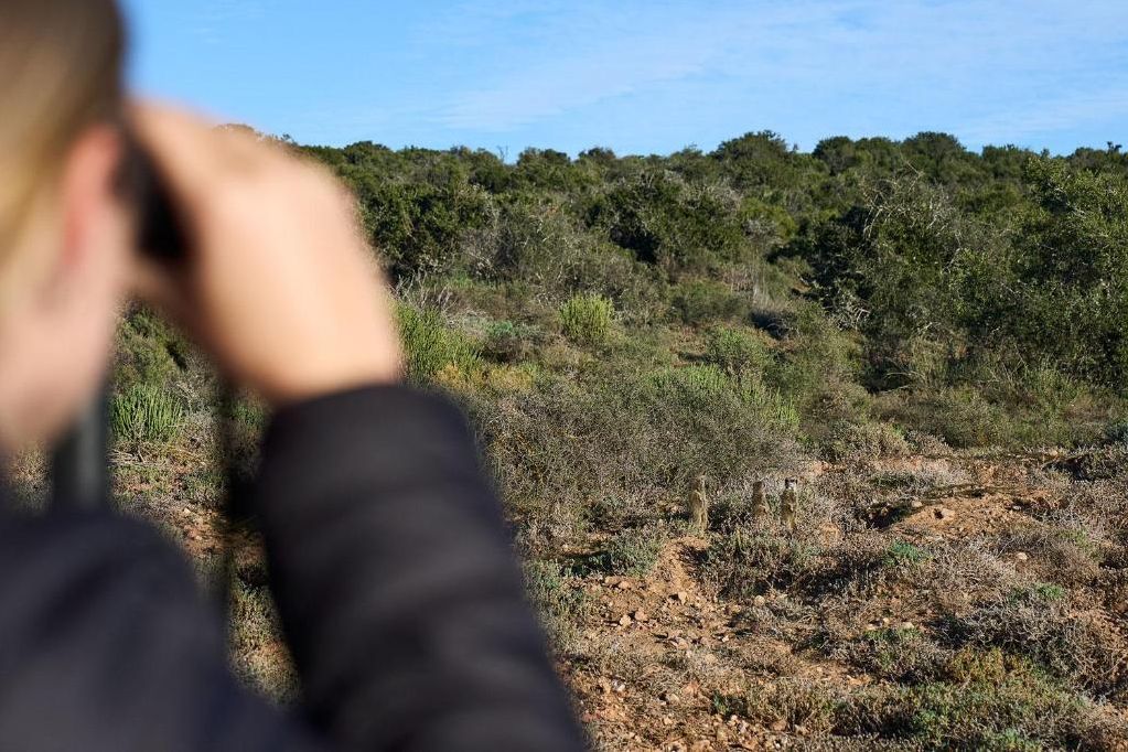 Zuid-Afrika-Oudtshoorn-Klein-Karoo-Buffelsdrift-Game-Lodge-Stokstaartjes