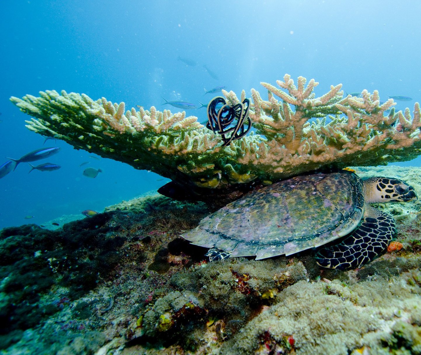 rondreizen malediven