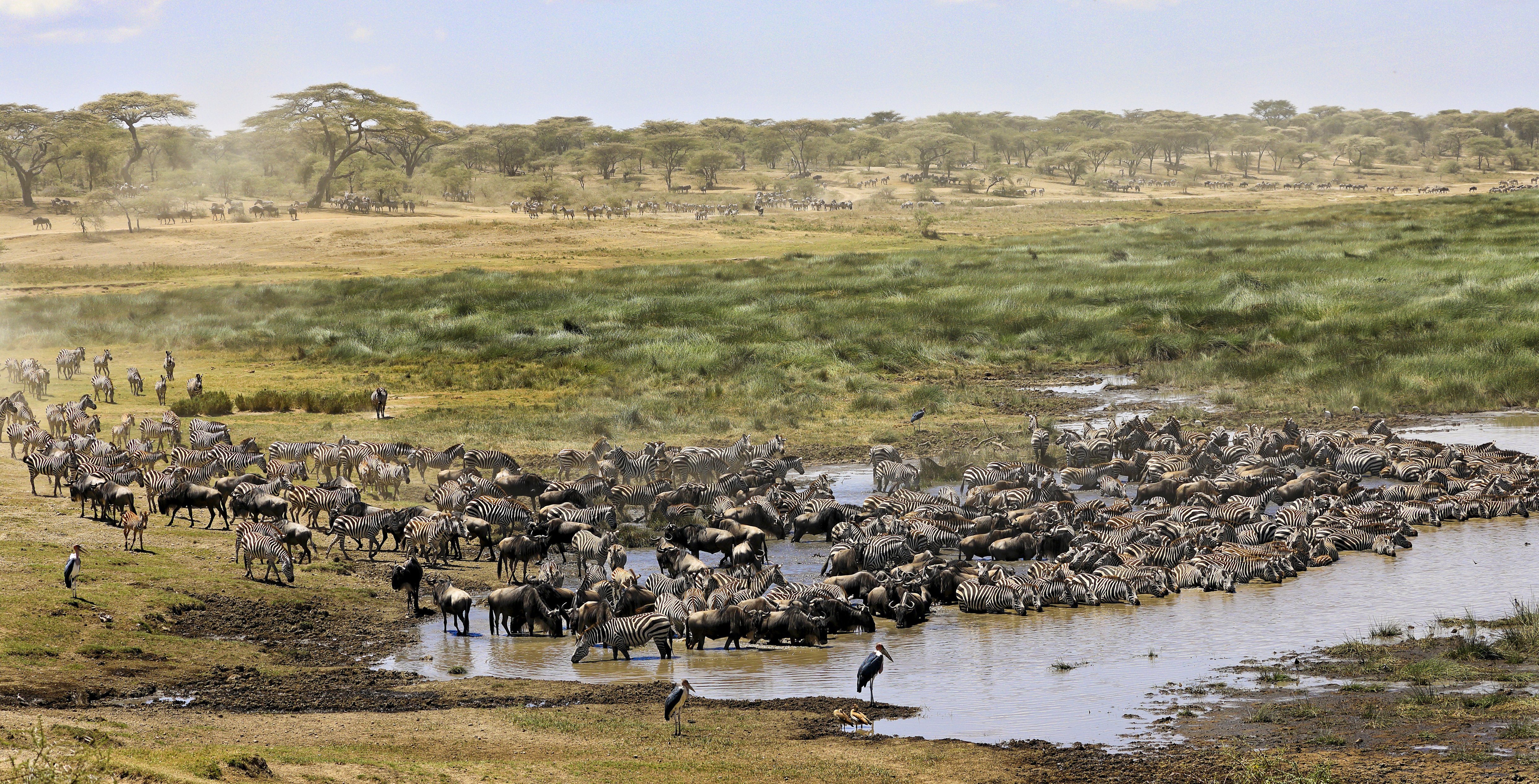 Tarangire National Park dieren