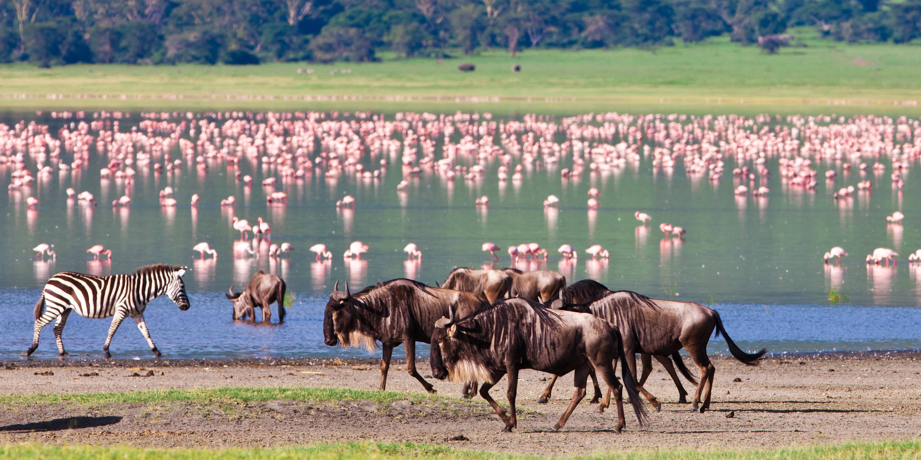 Dieren in de Ngorongoro krater