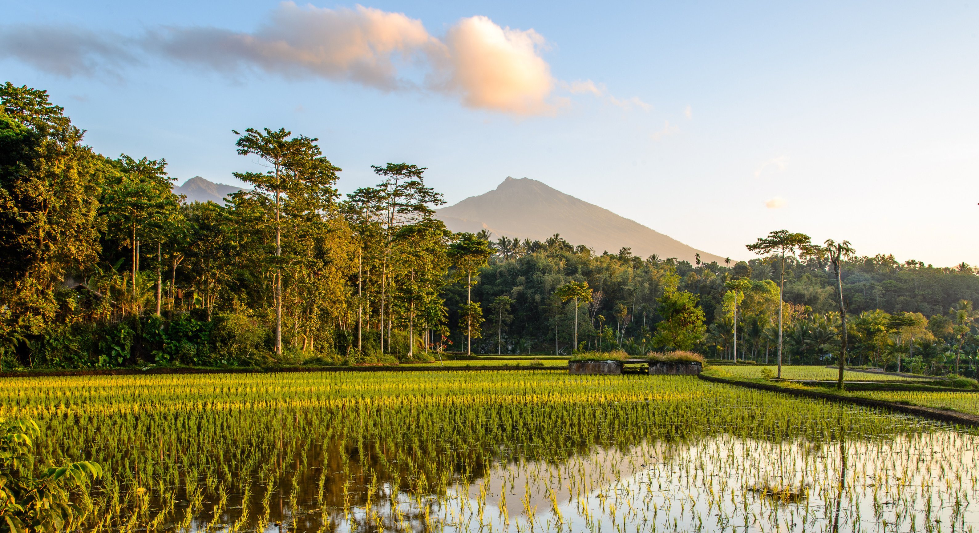 Lombok rijstvelden en vulkaan