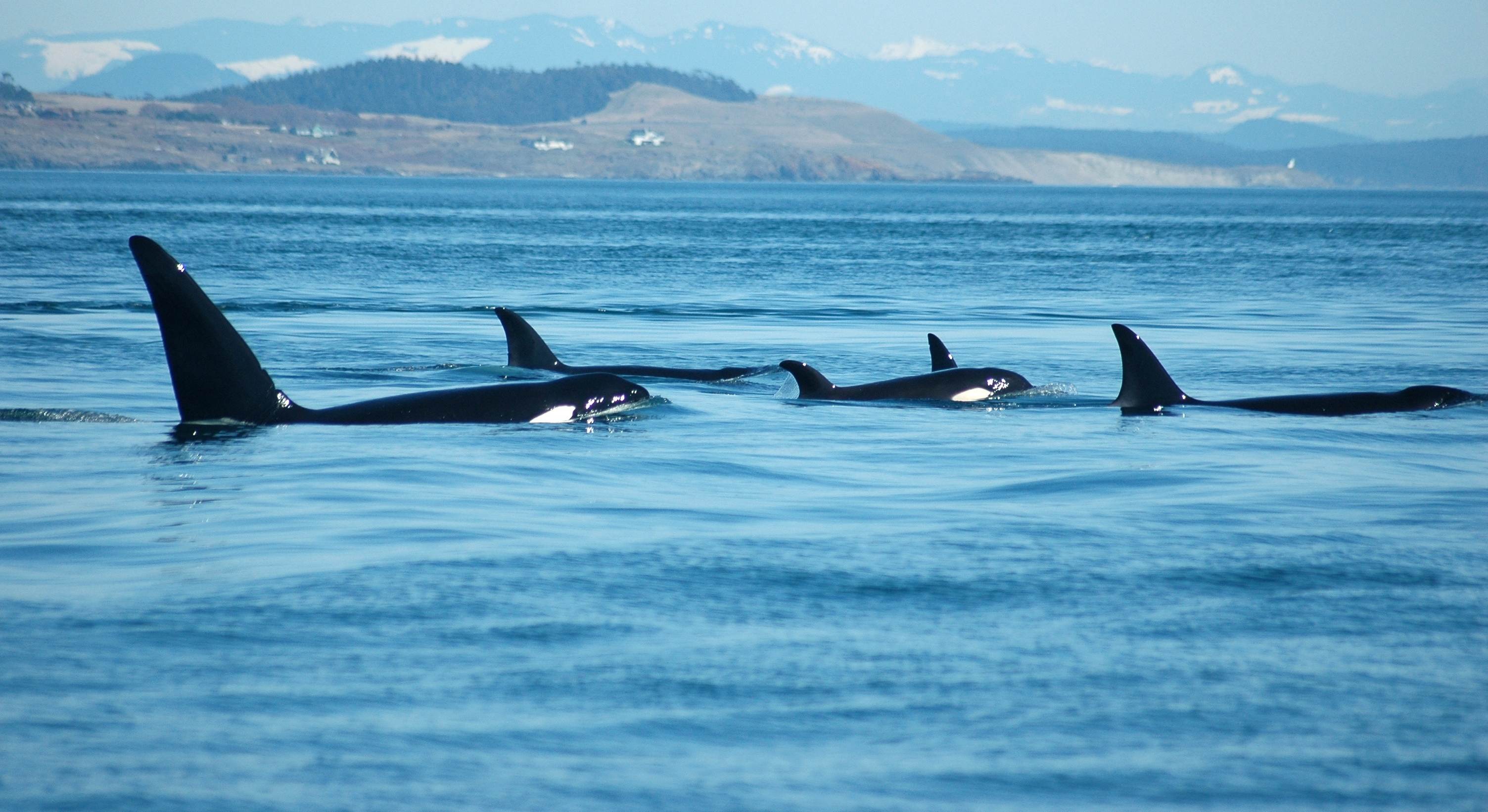 canada vancouver island orka walvis excursie