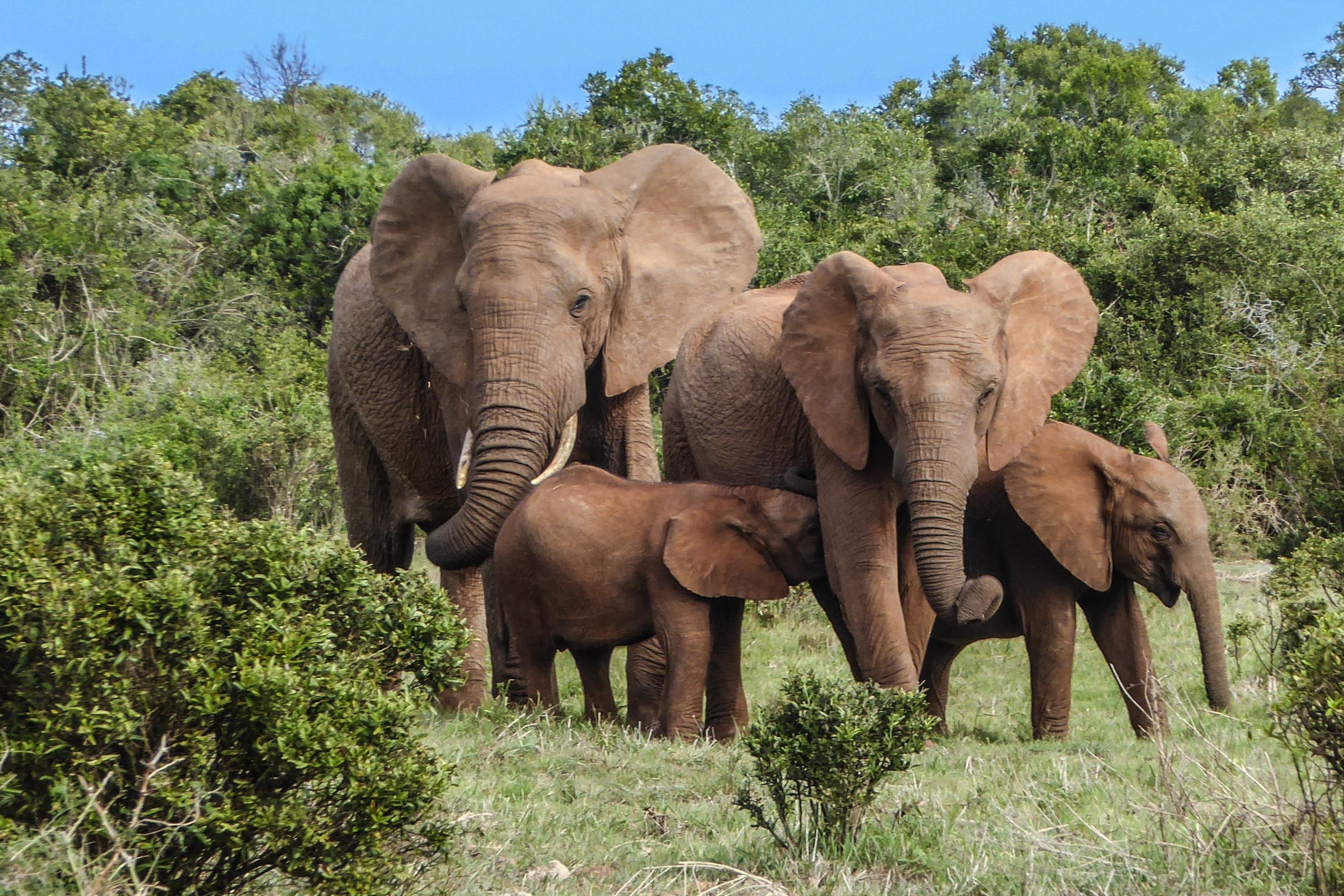 Olifanten Zuid-Afrika