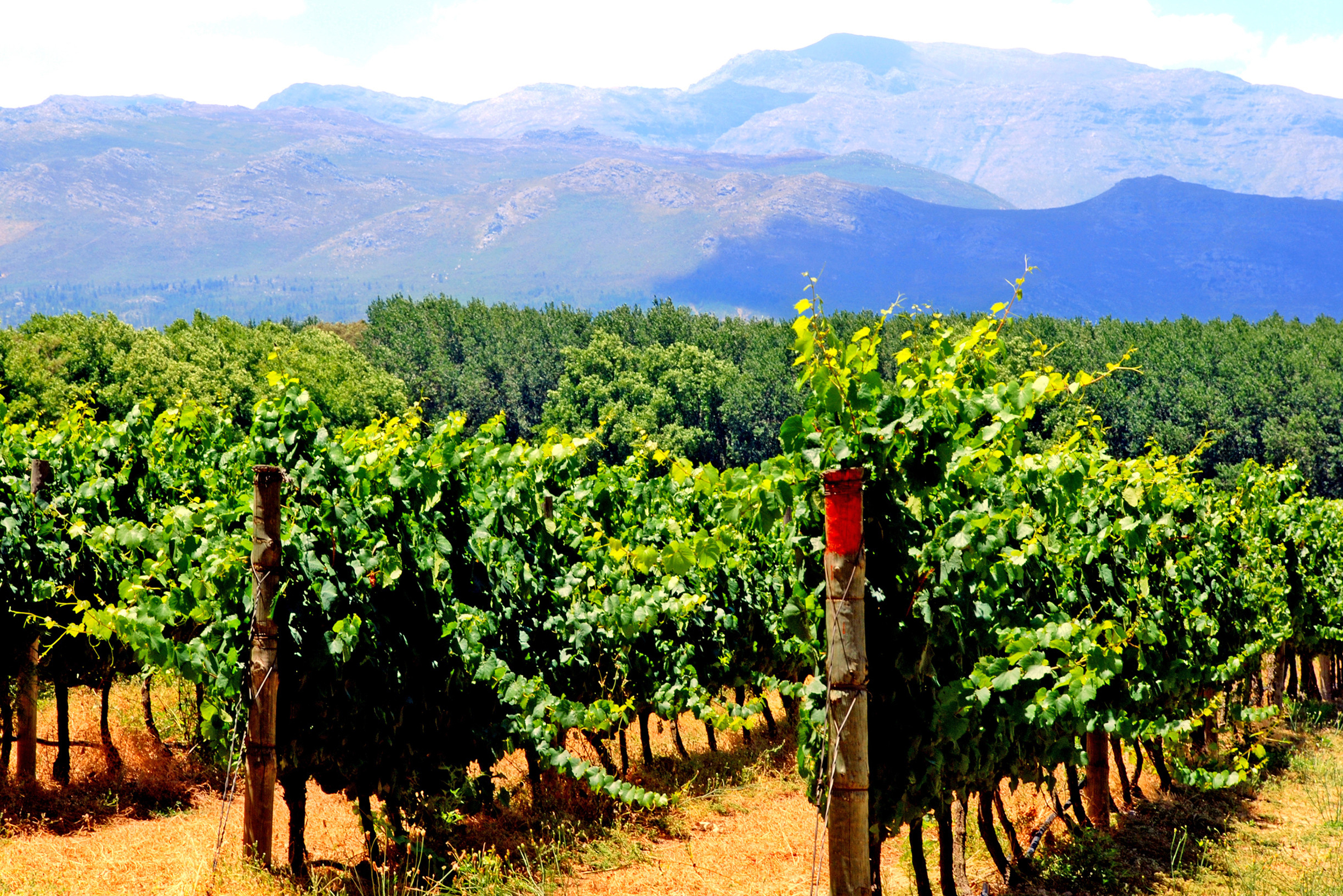 Wijnranken Stellenbosch Zuid-Afrika