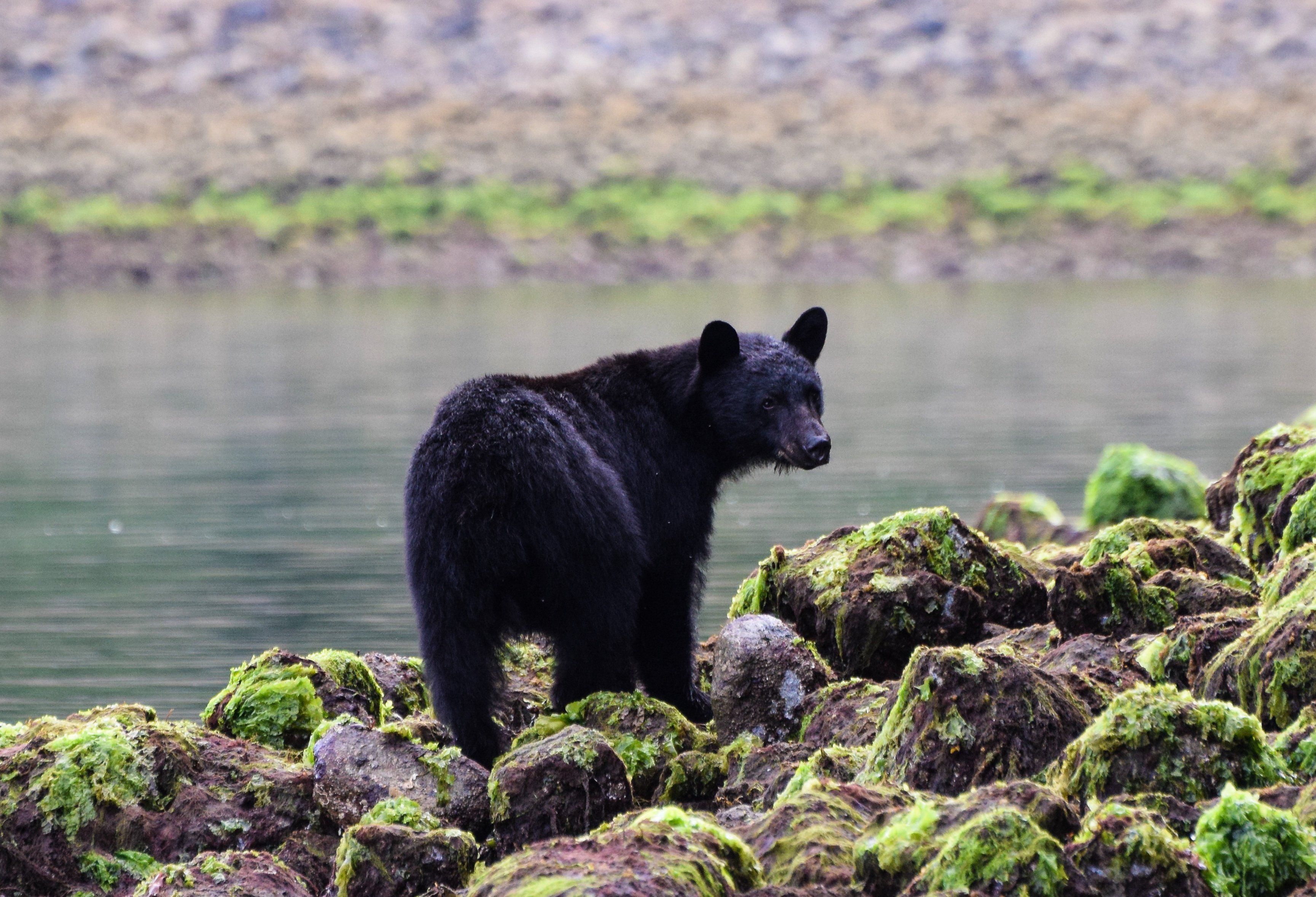 Zwarte beer bij Tofino op Vancouver Island
